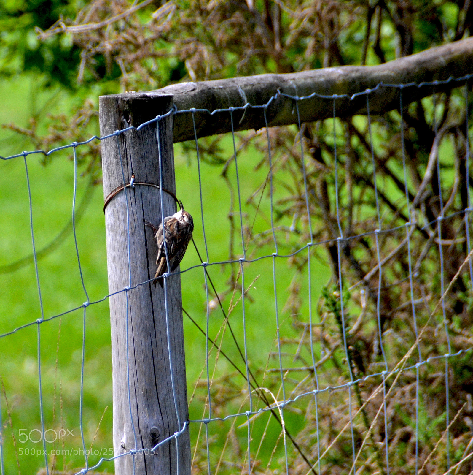 Nikon D3100 sample photo. Bird photography