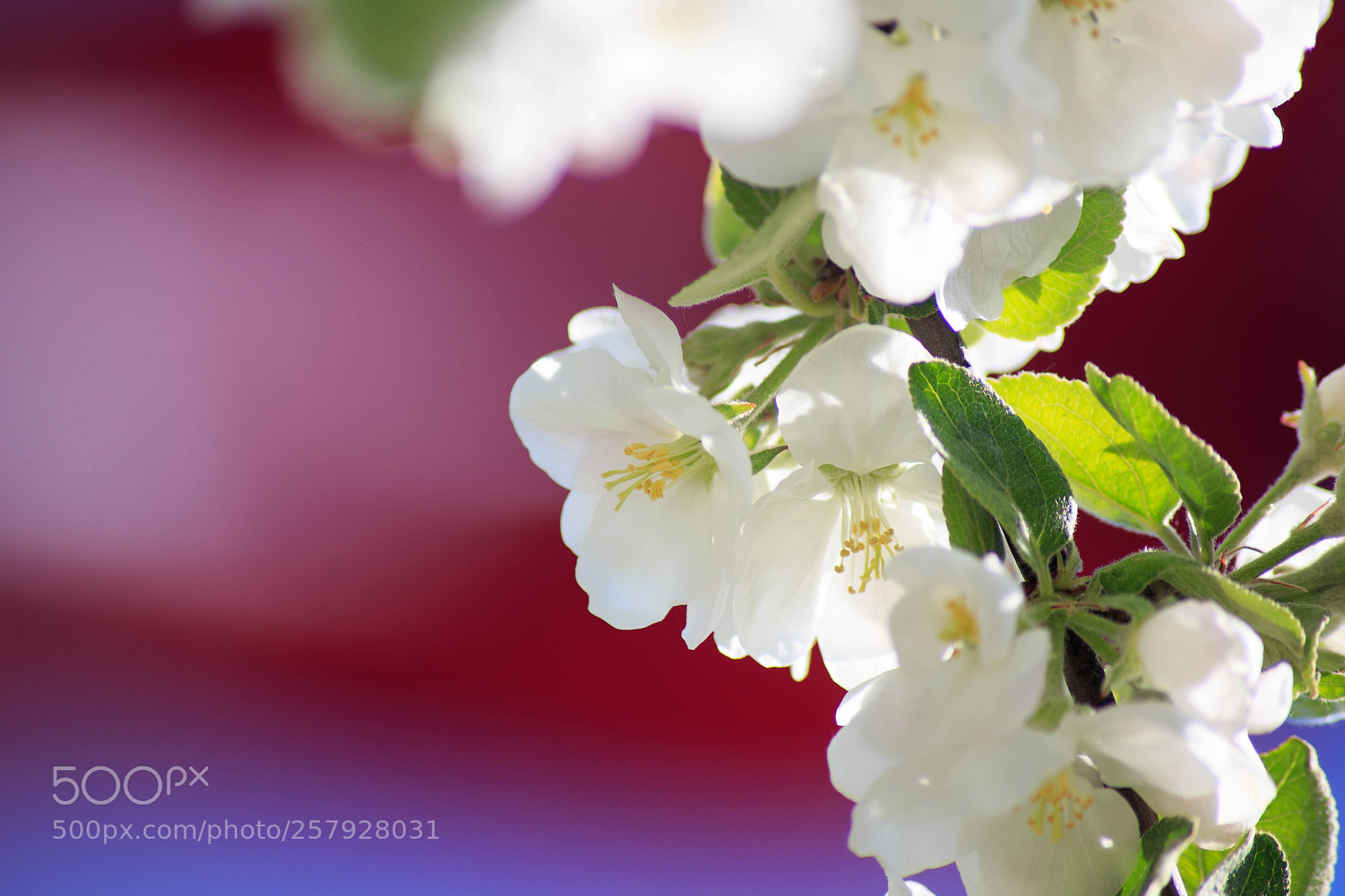 Canon EOS 6D sample photo. Flowering apples photography