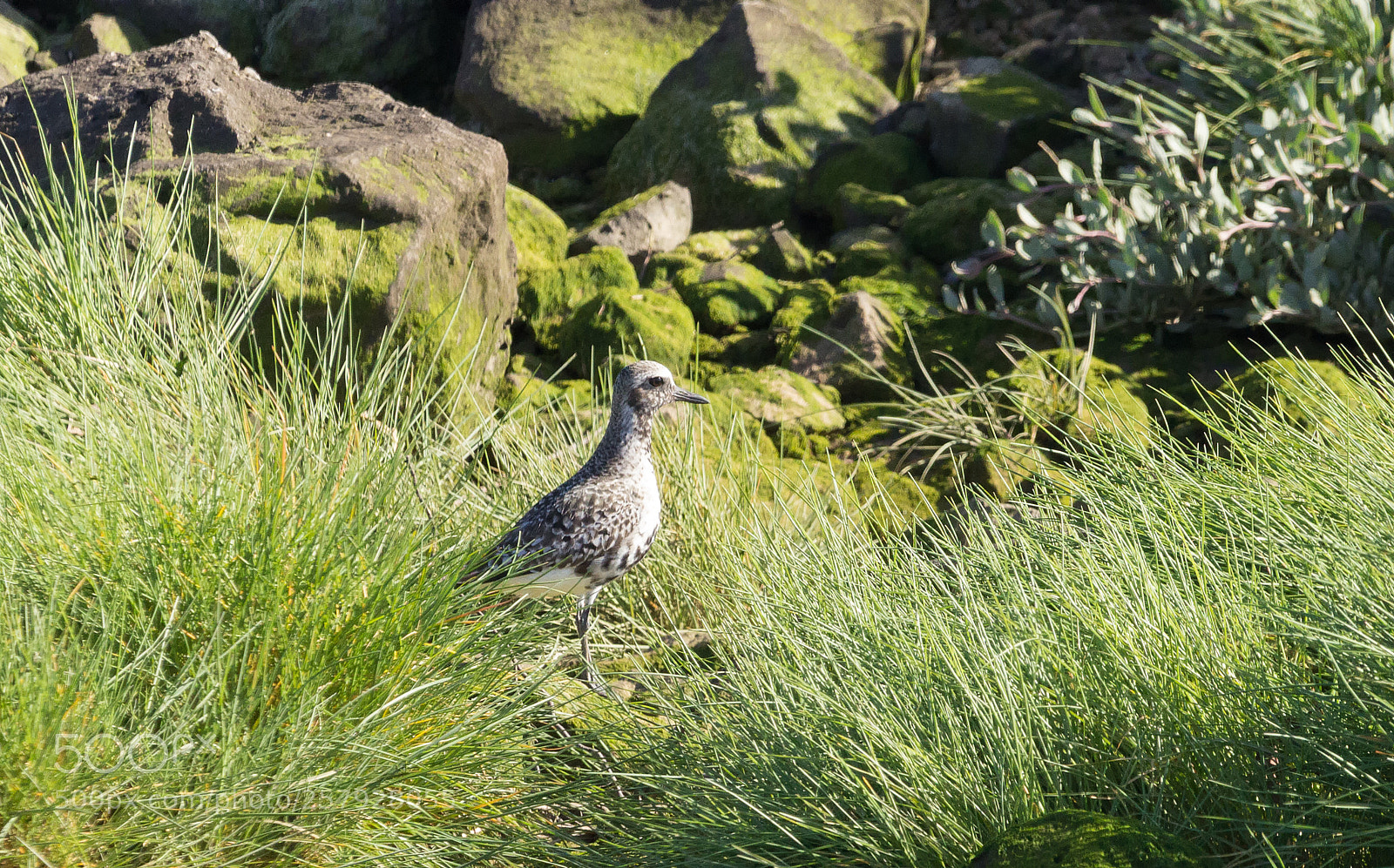 Canon EOS 600D (Rebel EOS T3i / EOS Kiss X5) sample photo. Tarambola-cinzenta (pluvialis squatarola) photography