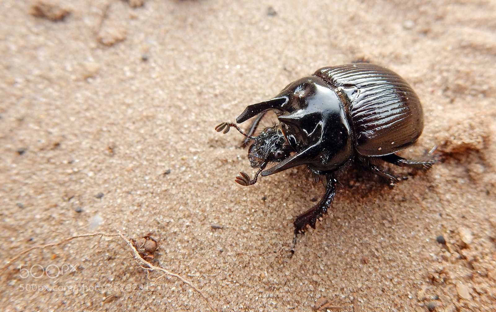 Nikon Coolpix S9900 sample photo. Minotaur beetle soon a photography