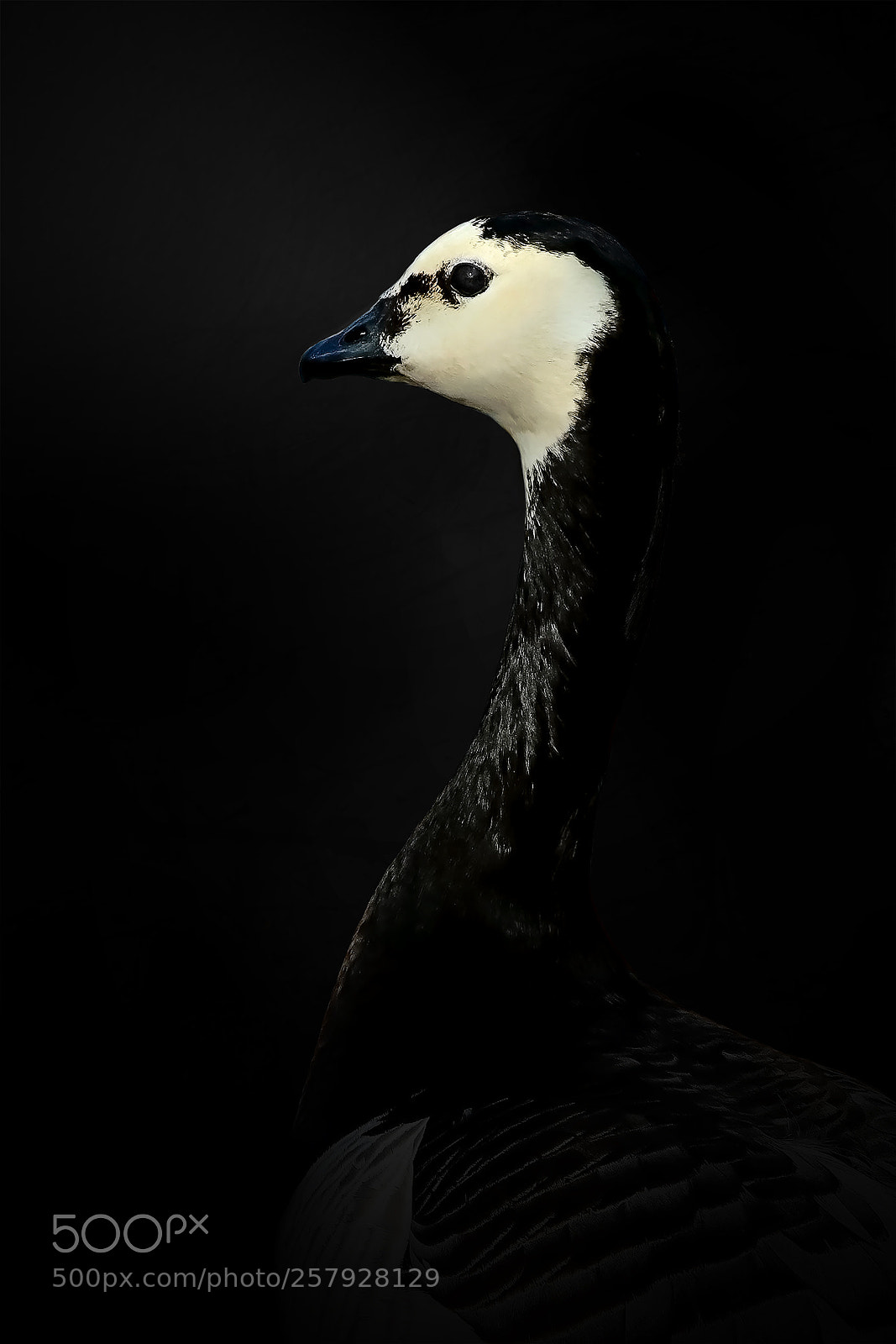 Canon EOS 77D (EOS 9000D / EOS 770D) sample photo. Swedish bernacle goose photography