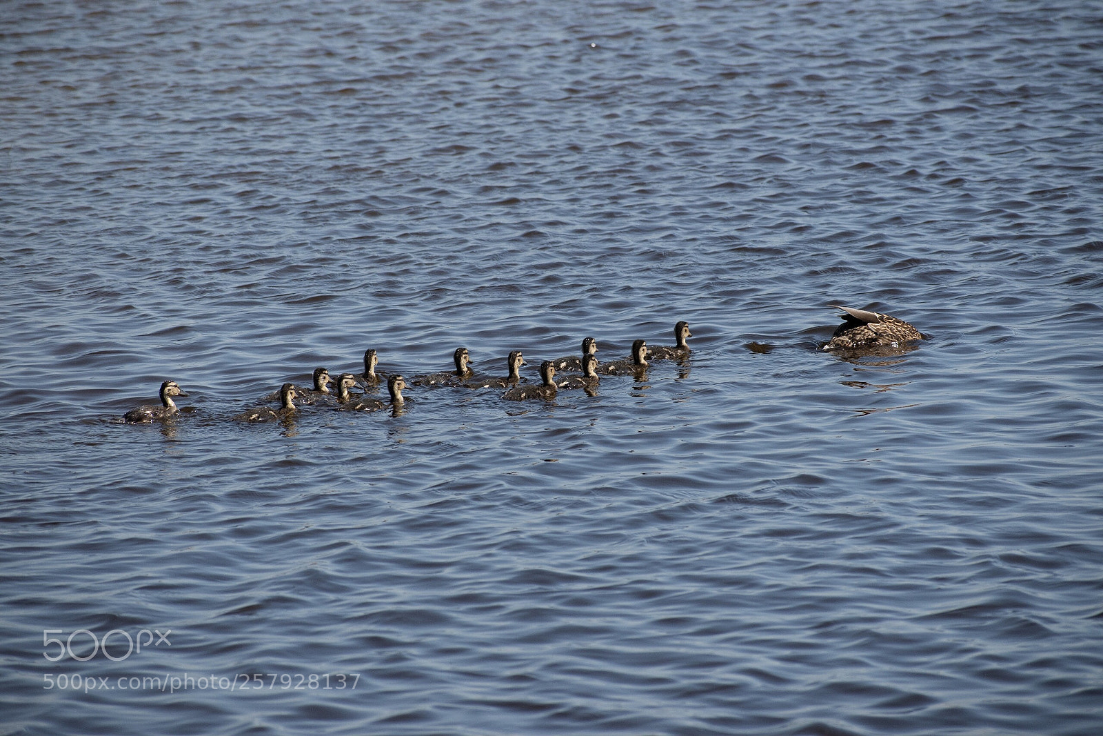 Nikon D5600 sample photo. Mama? photography