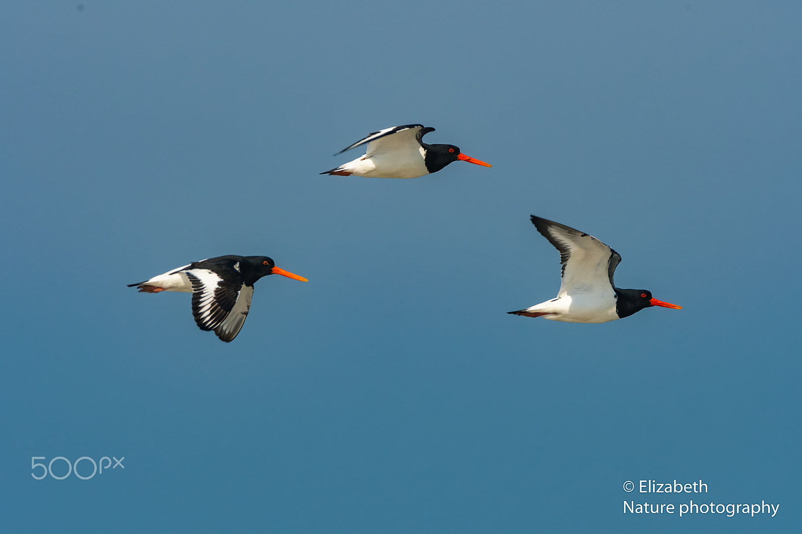 Nikon AF-S Nikkor 200-500mm F5.6E ED VR sample photo. Oystercatchers flight above the sea photography