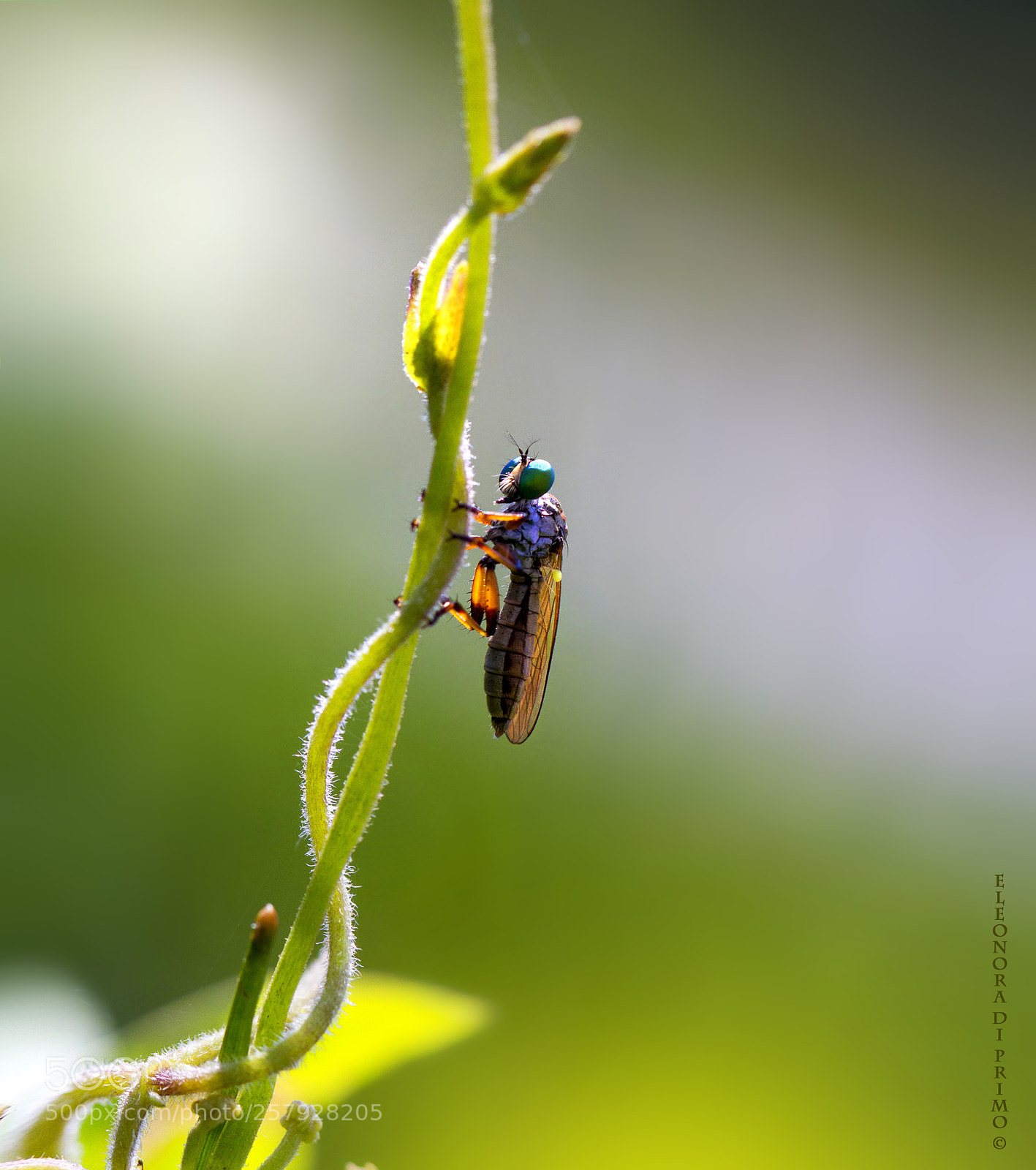 Canon EOS 7D sample photo. Unknown fellow photography