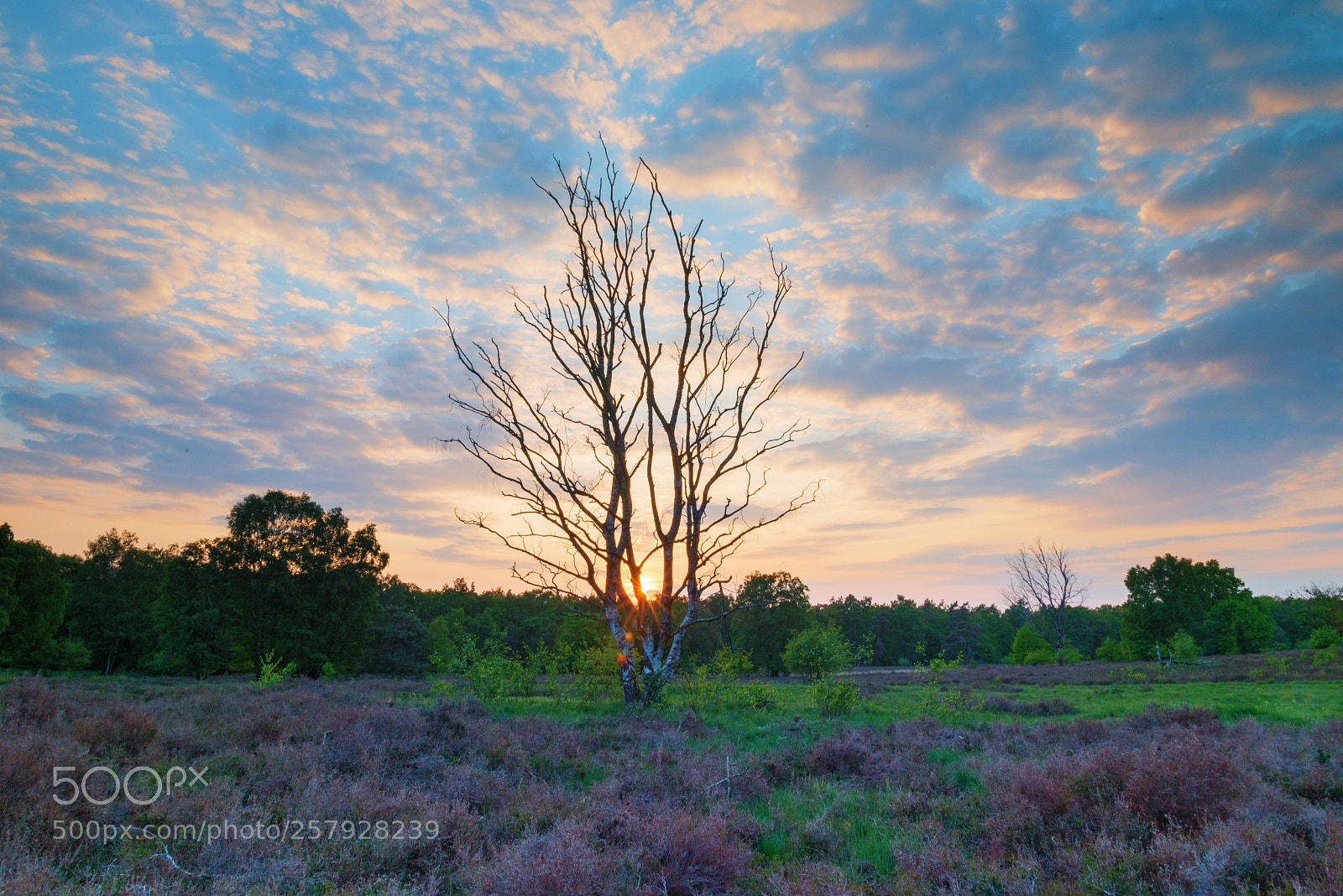 Nikon D610 sample photo. Vasserheide photography