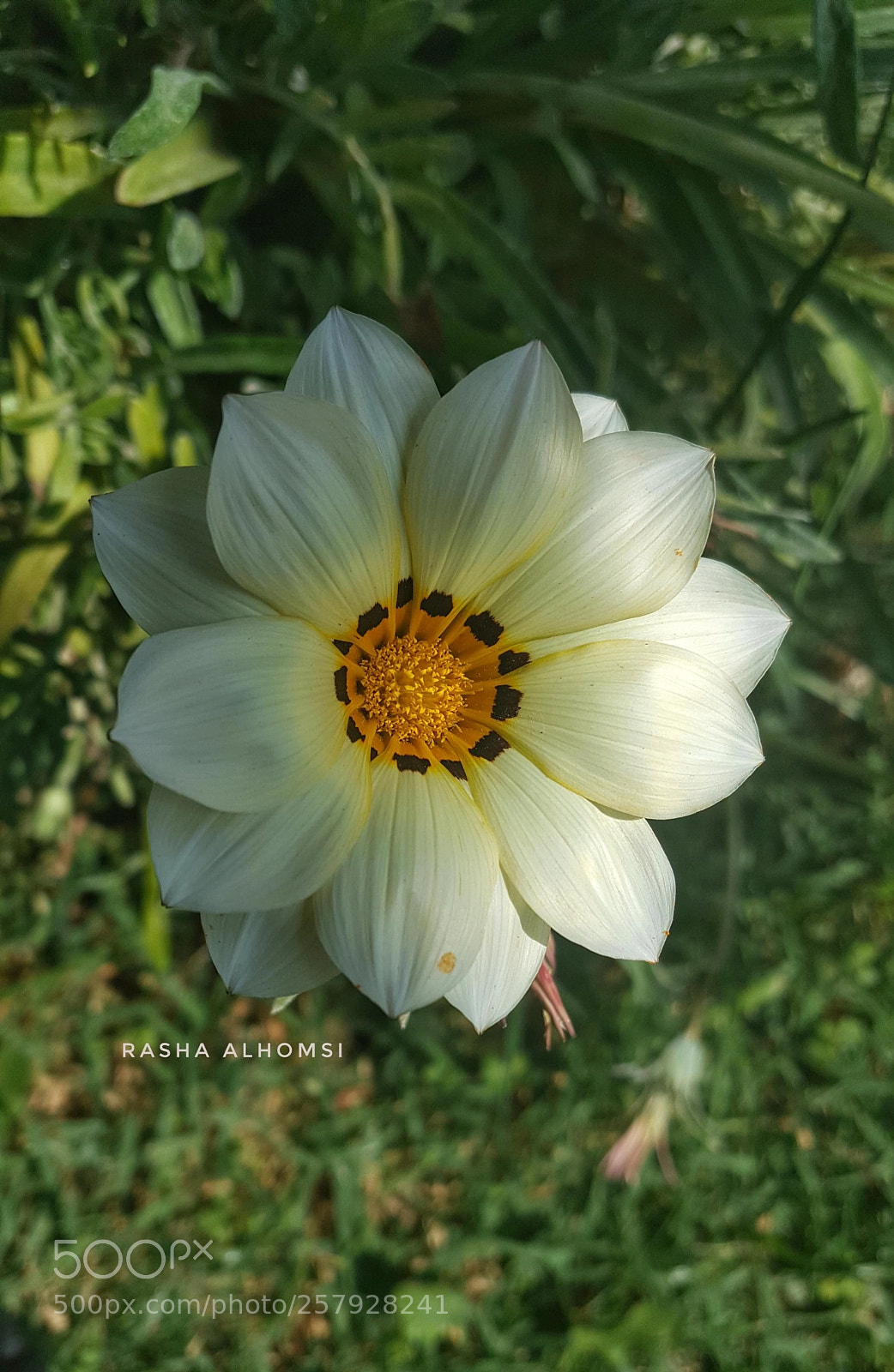 Samsung Galaxy Note5 sample photo. Sunflower ? photography