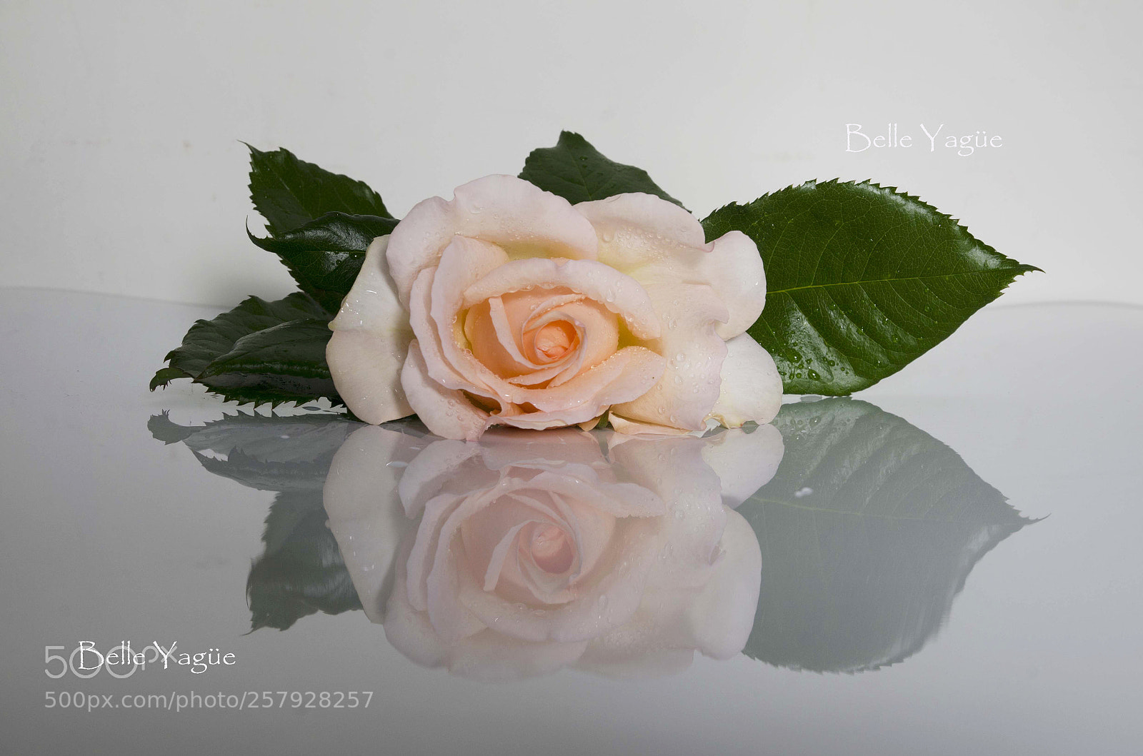 Nikon D7000 sample photo. Rosa rosa photography