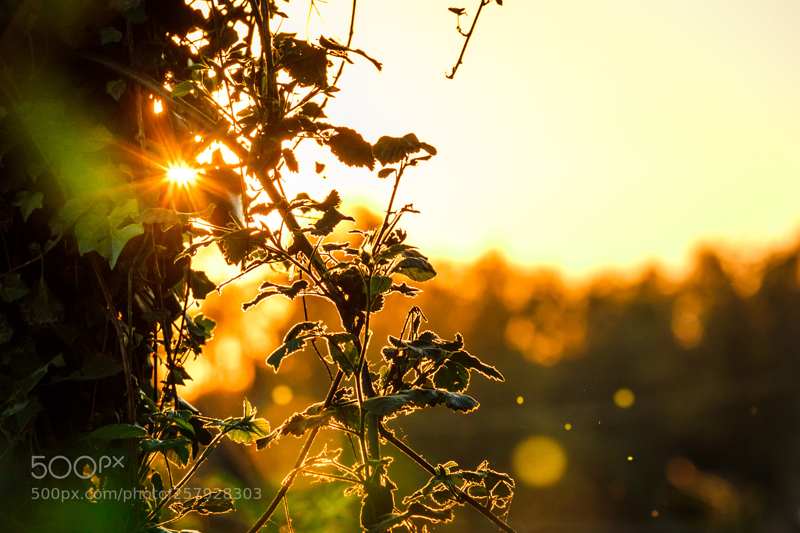 Canon EOS 6D Mark II sample photo. Flares and fly`s photography