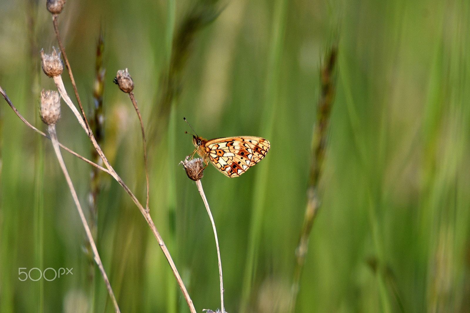 Nikon D500 sample photo. Boloria selene photography