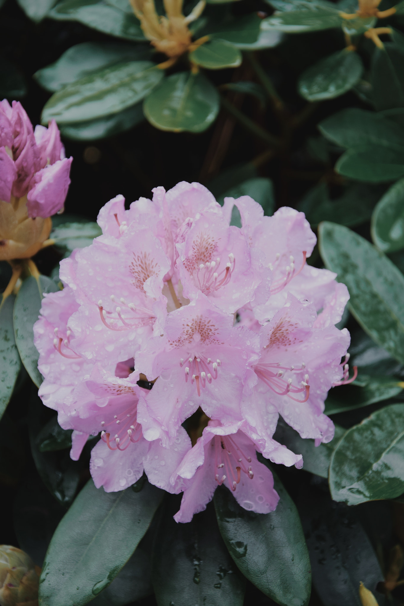 Nikon D5300 sample photo