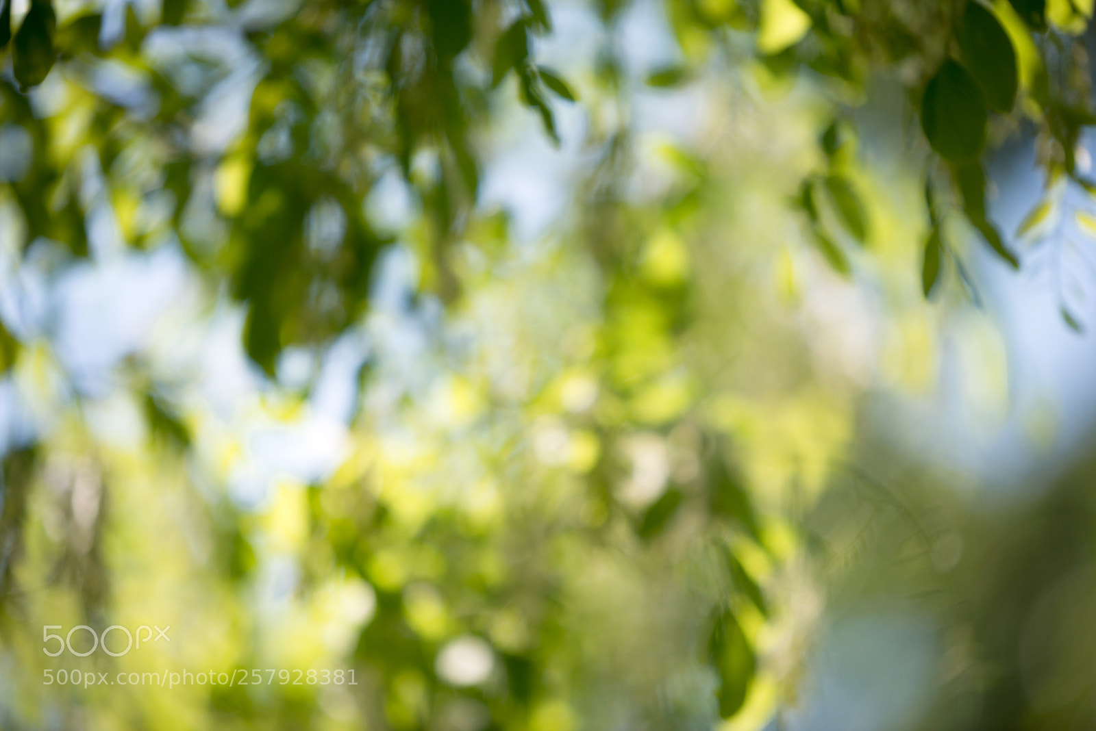 Nikon D800 sample photo. Green spring summer bright photography