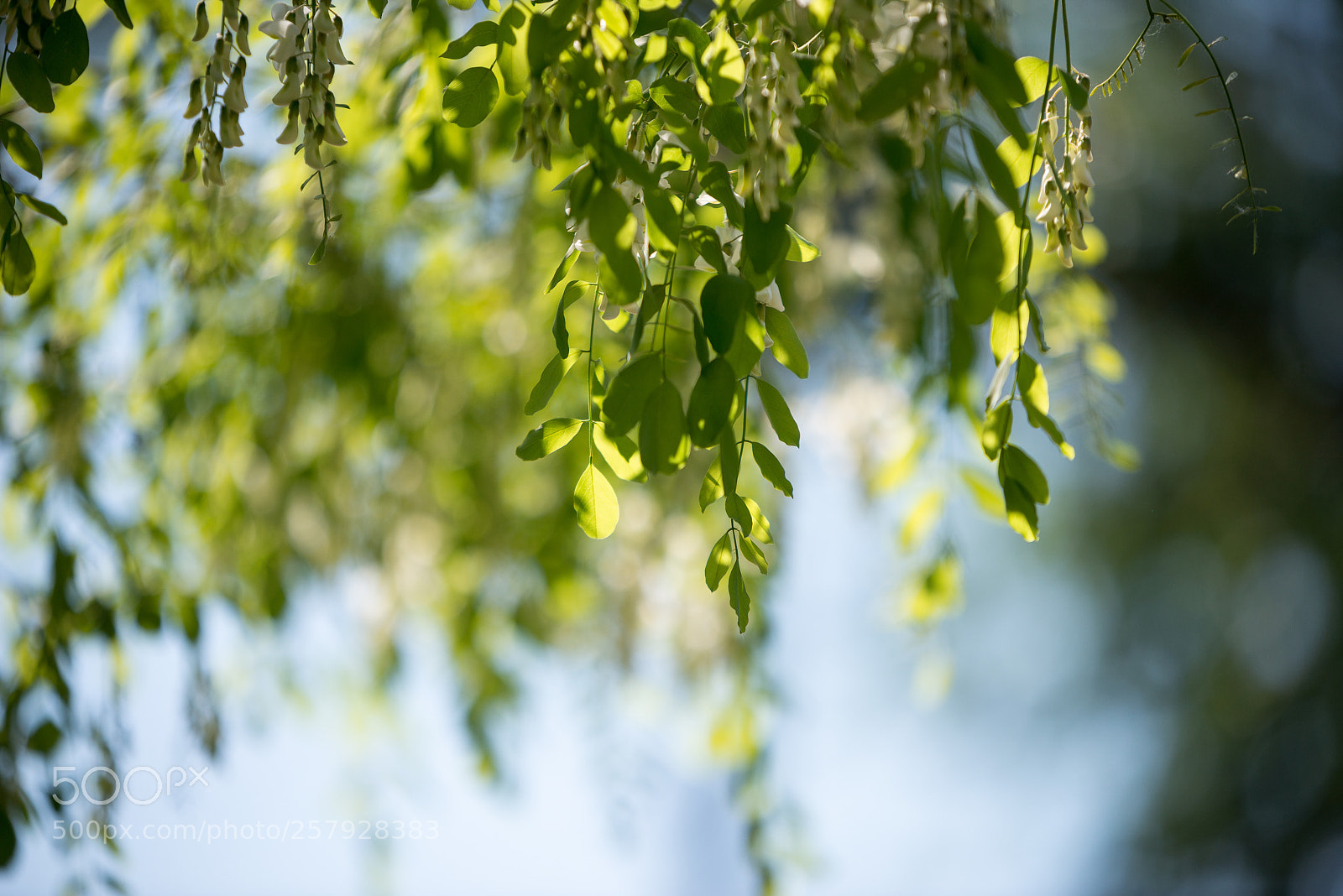 Nikon D800 sample photo. Green spring summer bright photography