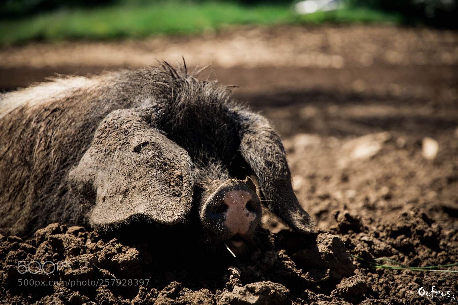Nikon D7200 sample photo. Pork series photography