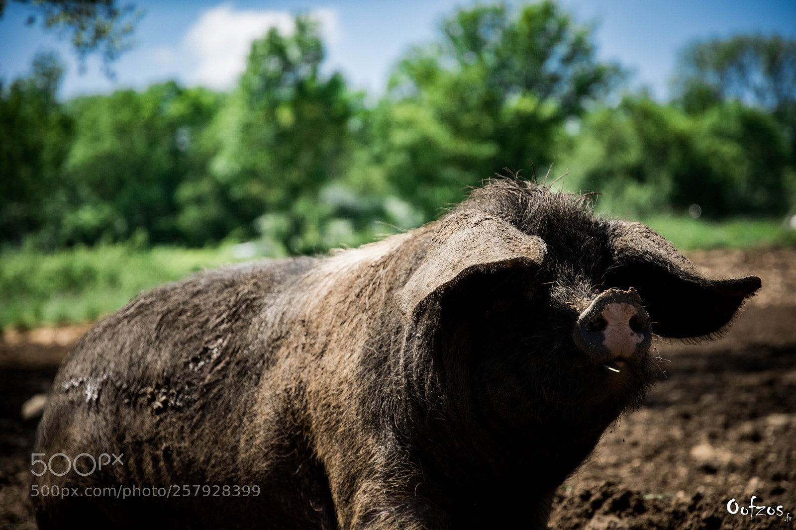 Nikon D7200 sample photo. Pork series photography