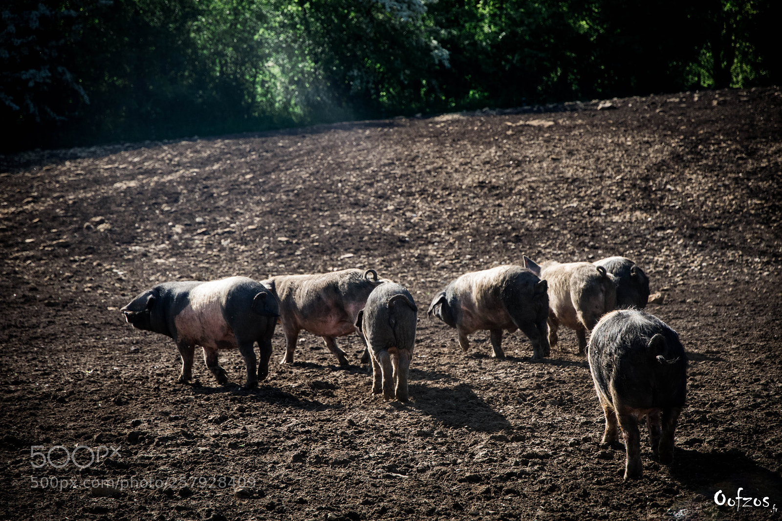 Nikon D7200 sample photo. Pork series photography