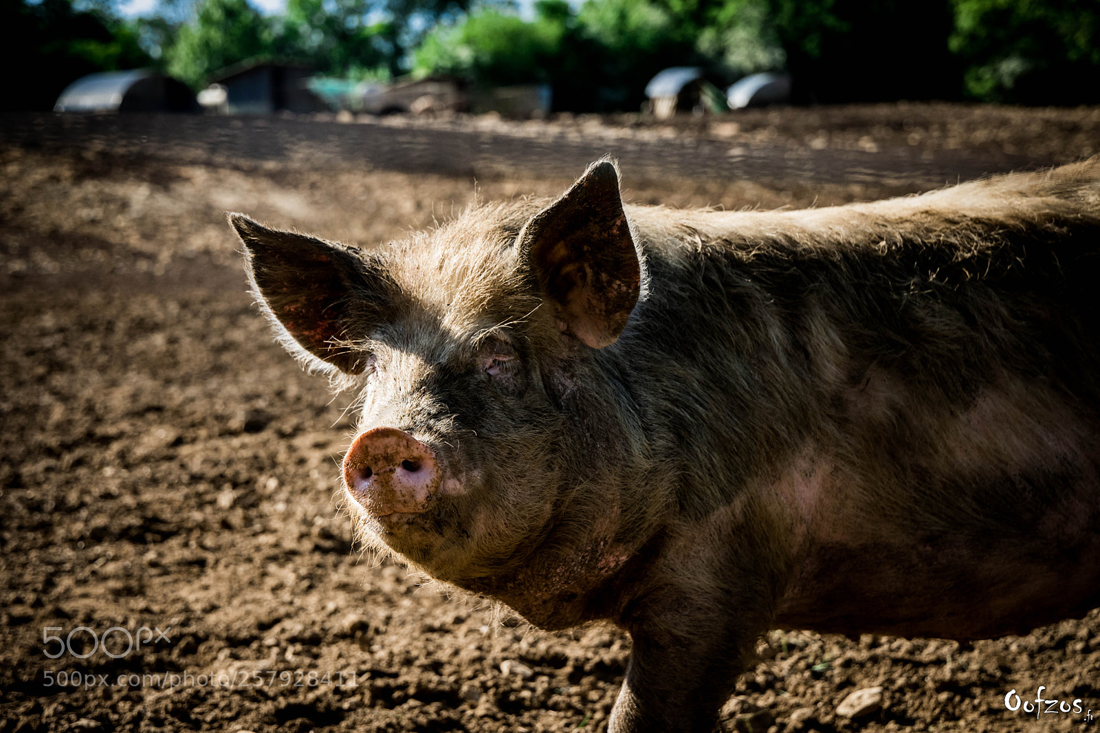 Nikon D7200 sample photo. Pork series photography