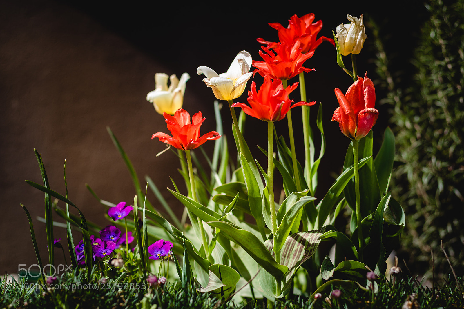Canon EOS 7D Mark II sample photo. Flowers on a sunny photography