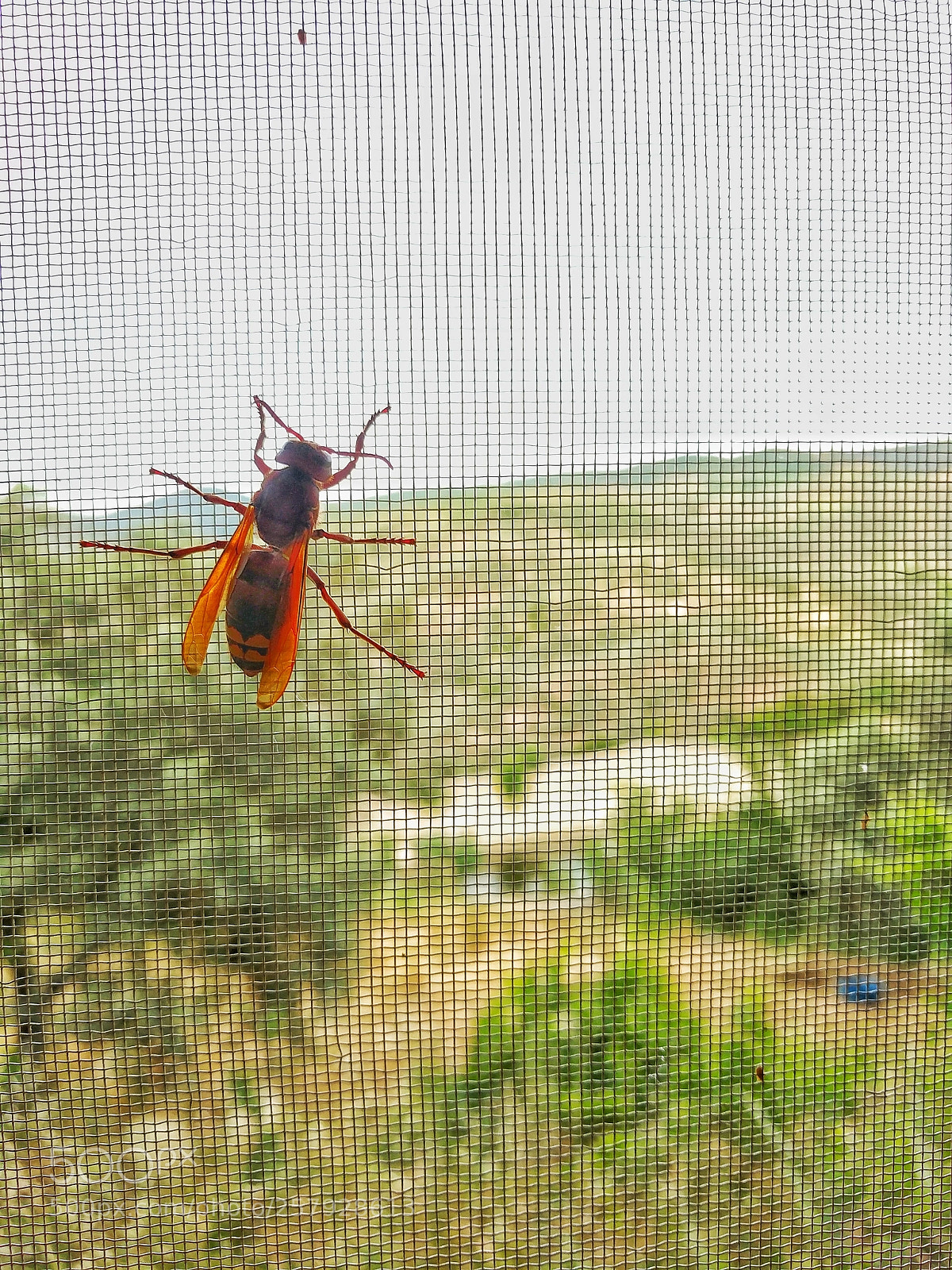Google Pixel sample photo. Bee on window photography
