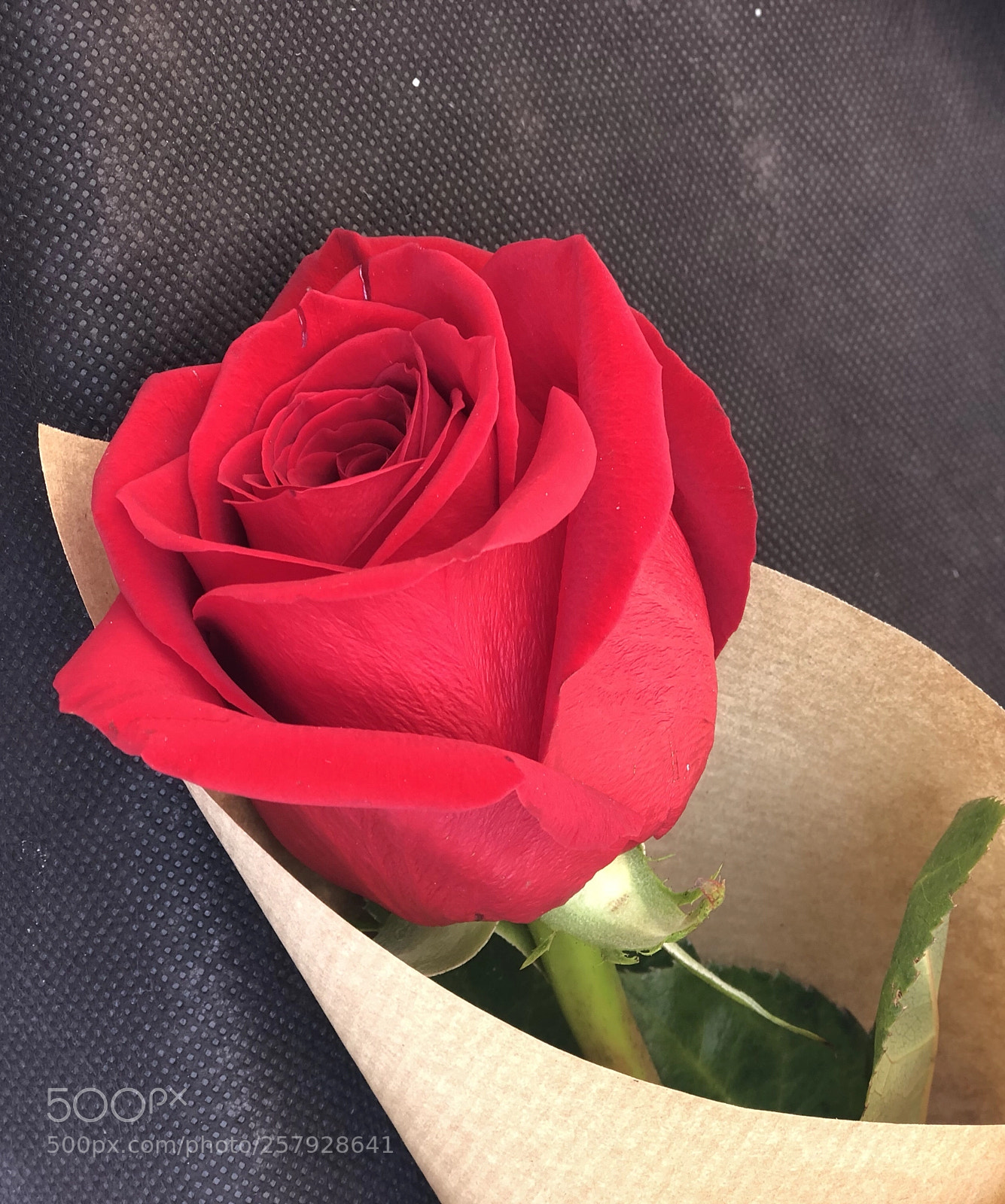 Apple iPhone 8 Plus sample photo. Untitled photography