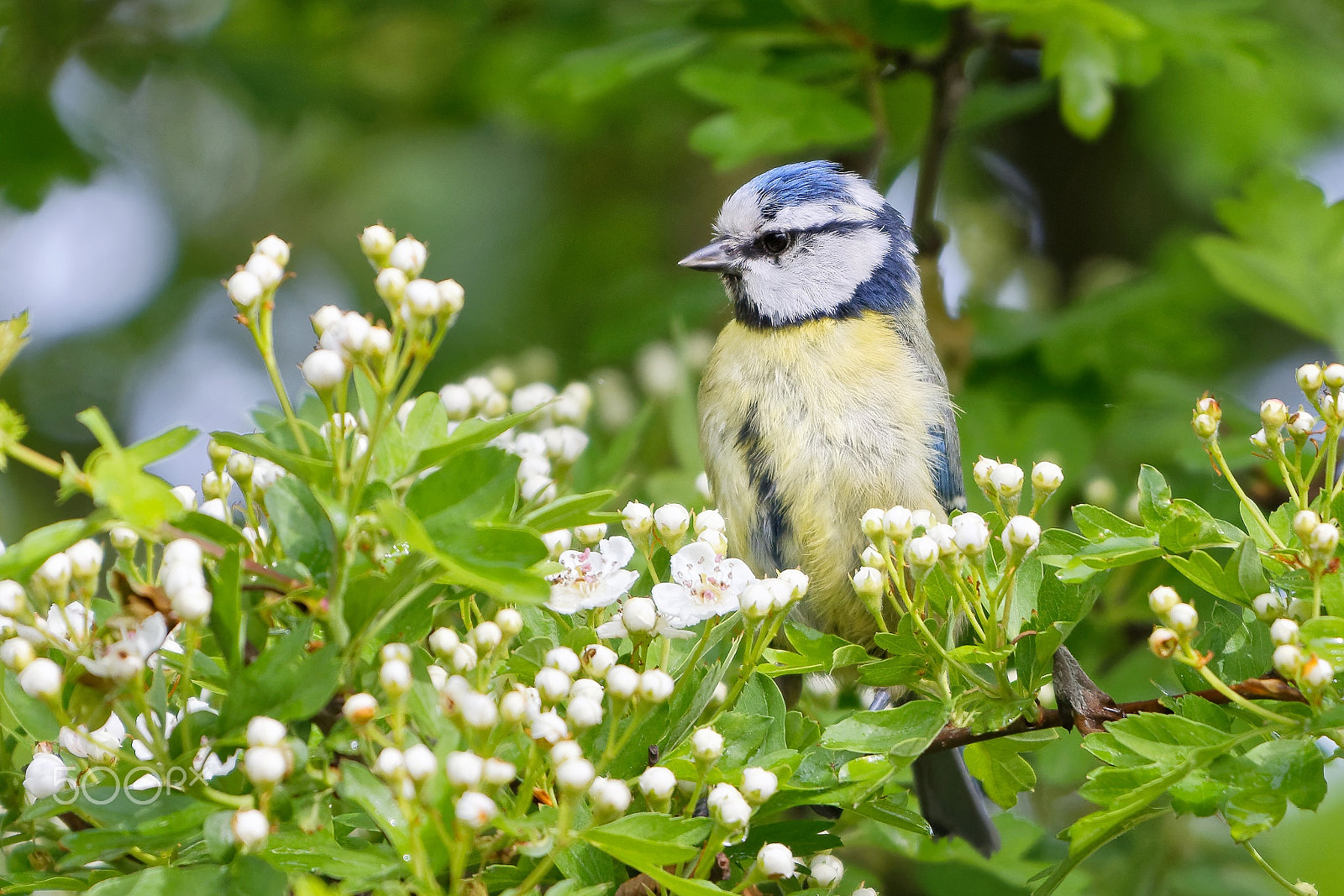 Nikon AF-S Nikkor 200-500mm F5.6E ED VR sample photo. Blue tit photography