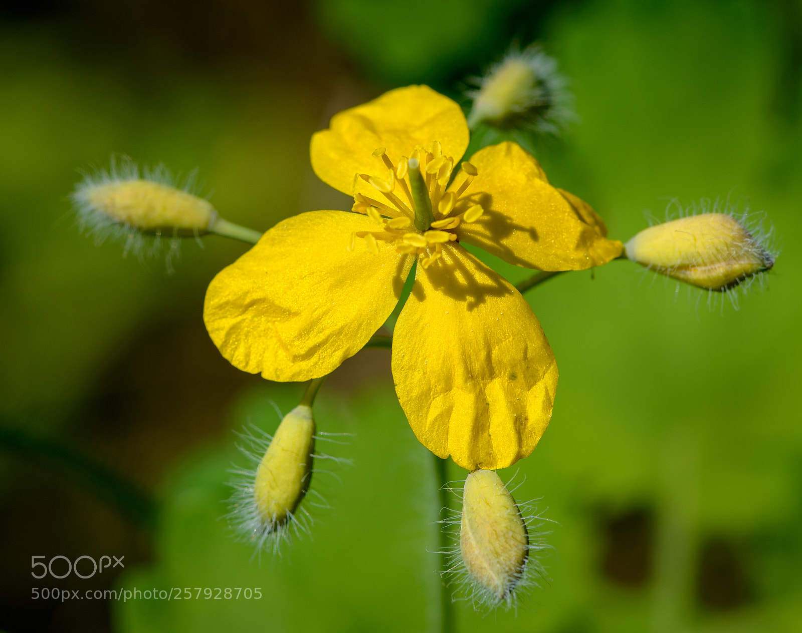 Nikon D800 sample photo. Yellow flower photography