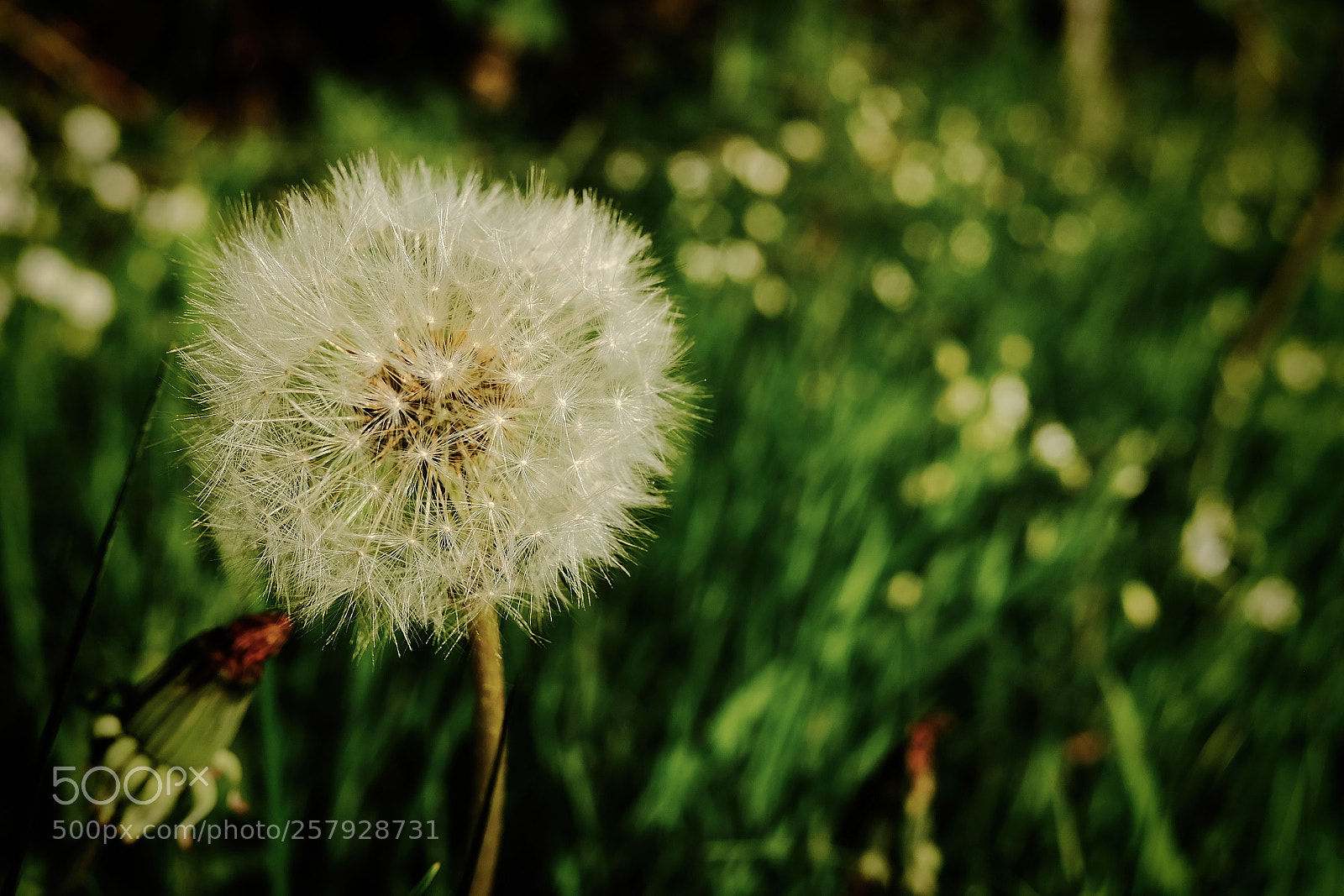 Fujifilm X70 sample photo. Dandelion turned to seed photography