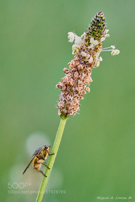 Sony ILCA-77M2 sample photo. Scathophaga stercoraria photography