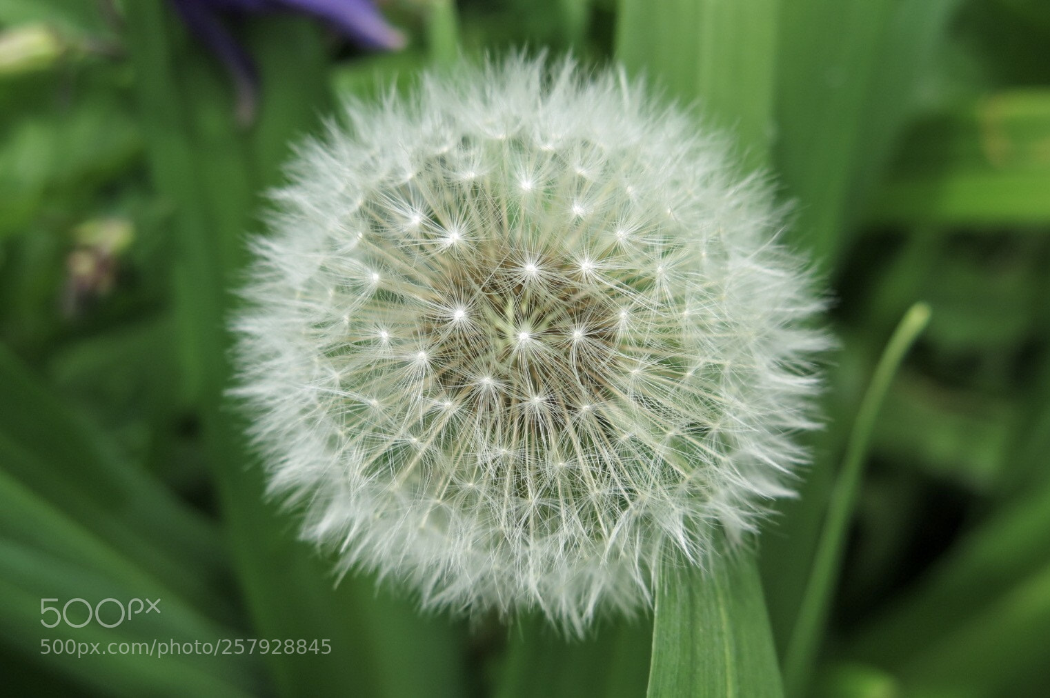 Canon PowerShot G16 sample photo. Dandelion photography