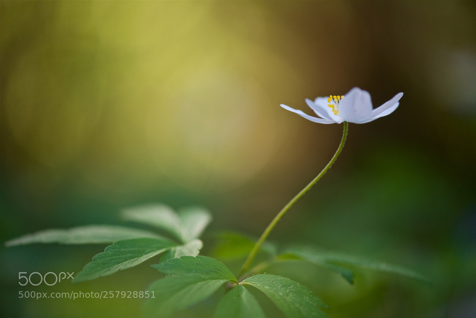 Nikon D810 sample photo. So delicate... photography