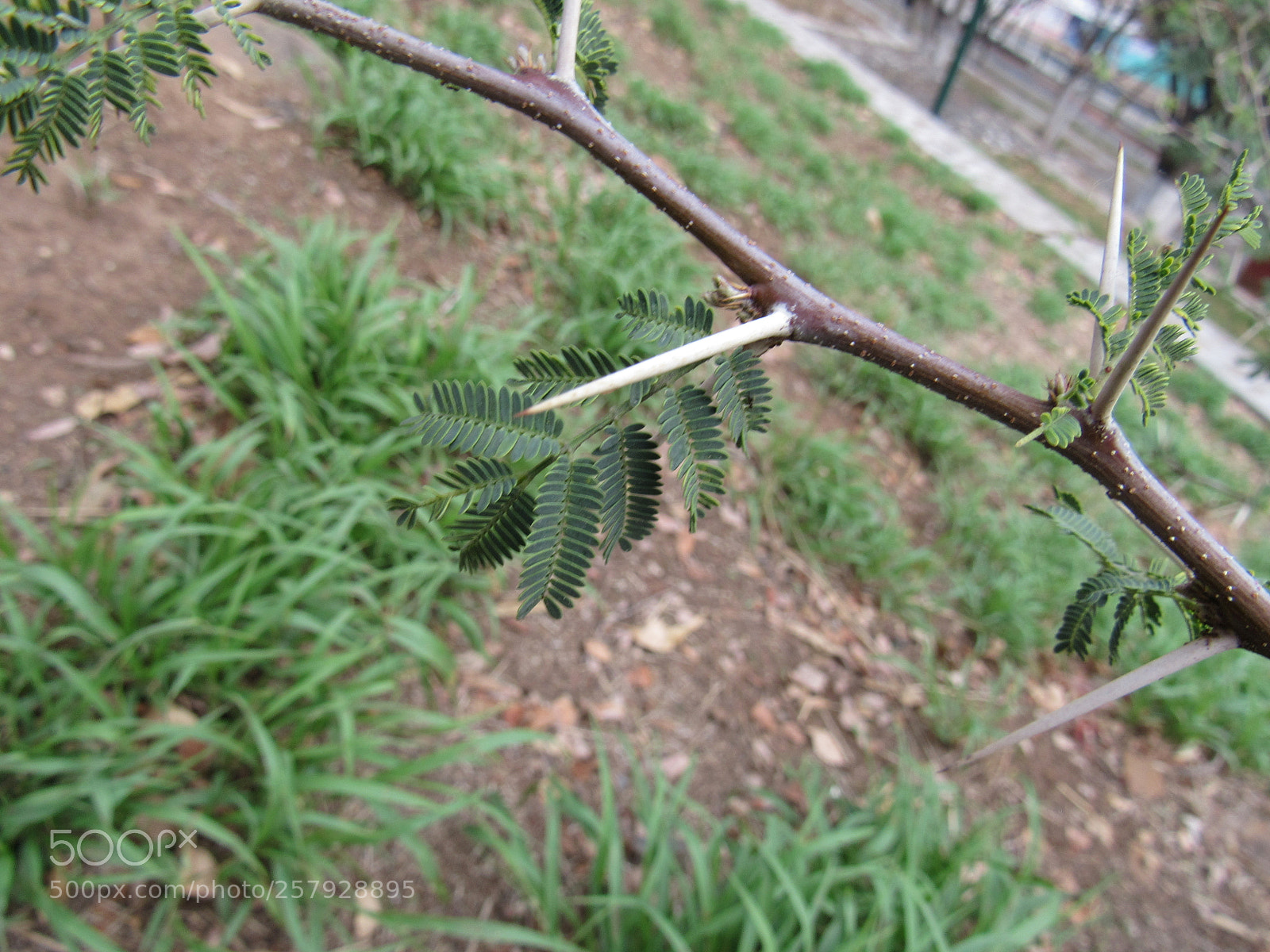 Canon PowerShot SX530 HS sample photo. Impureza photography