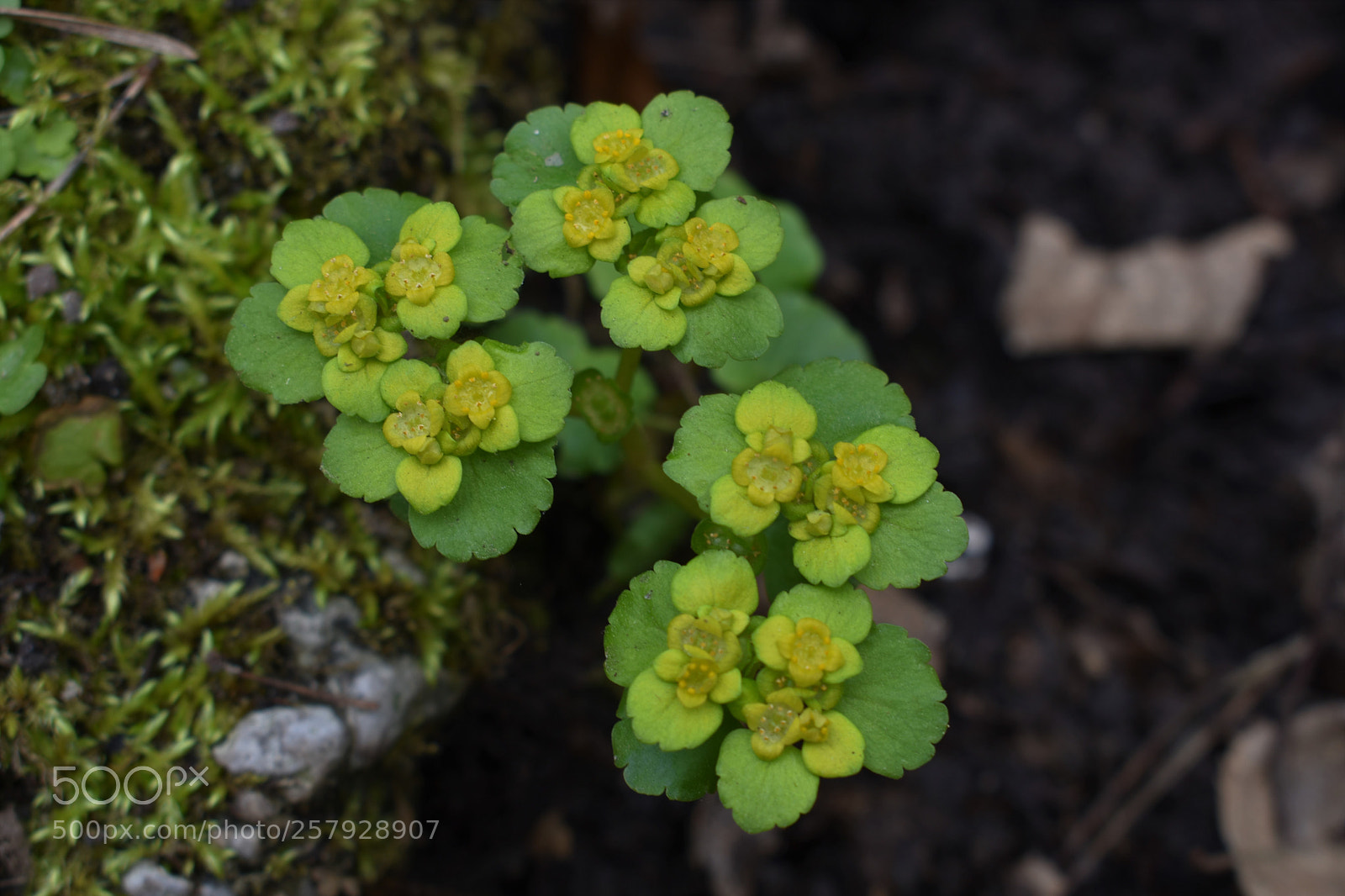 Nikon D3400 sample photo. Green photography