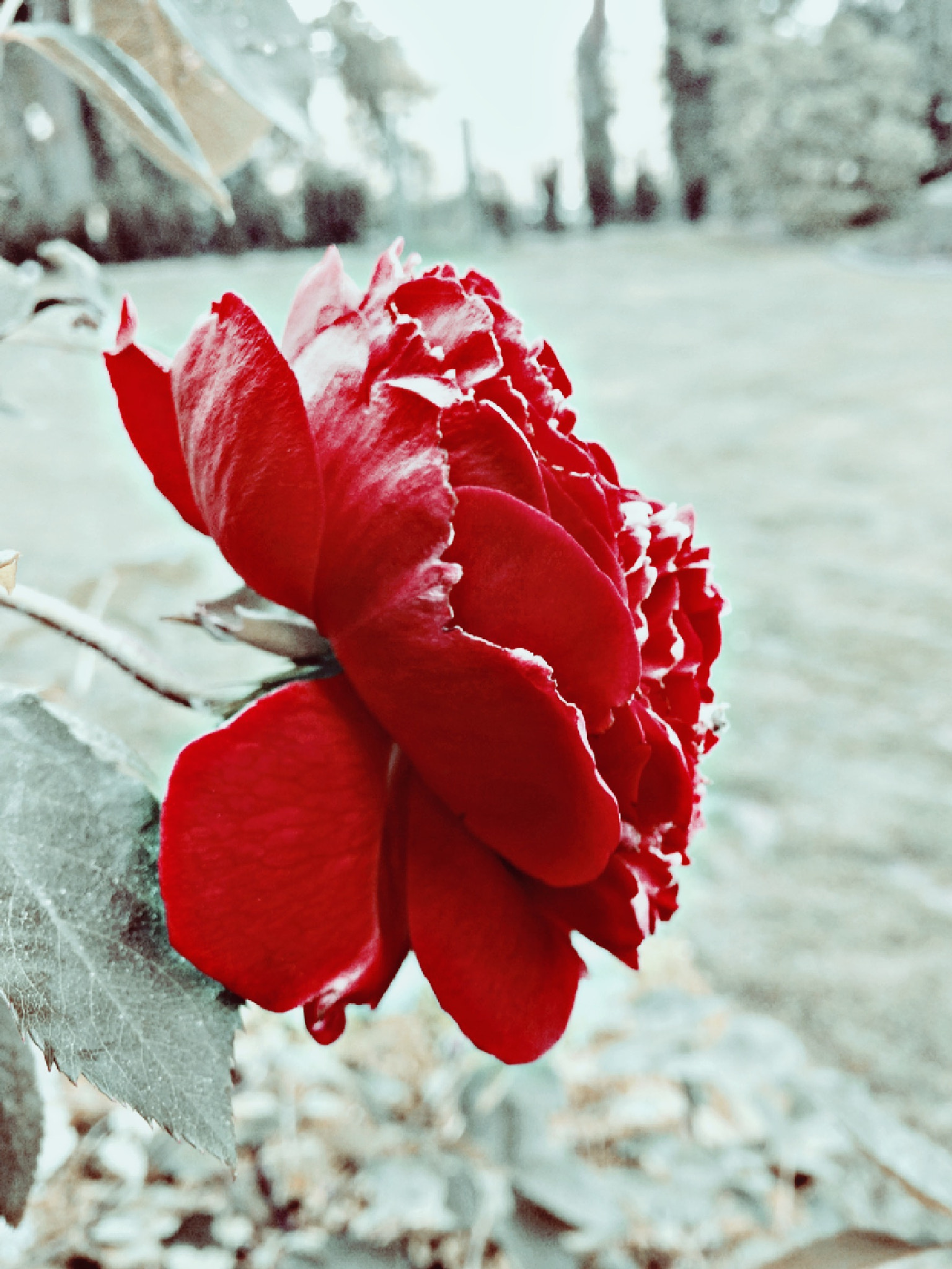 Apple iPhone 5c sample photo