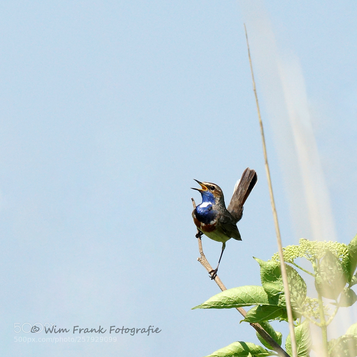 Sony SLT-A77 sample photo. Bluethroat photography
