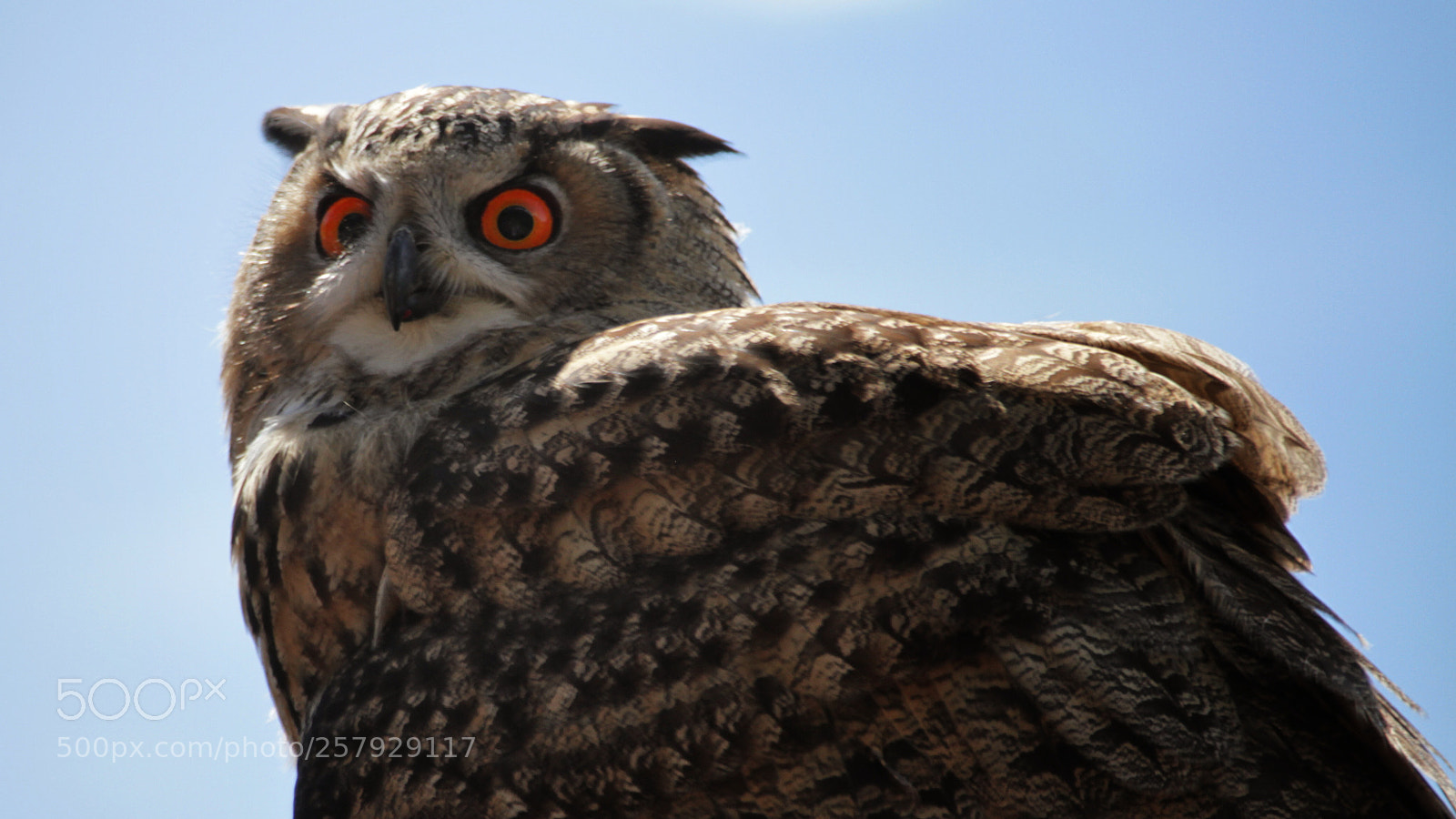 Canon EOS 7D sample photo. Red laser vision photography