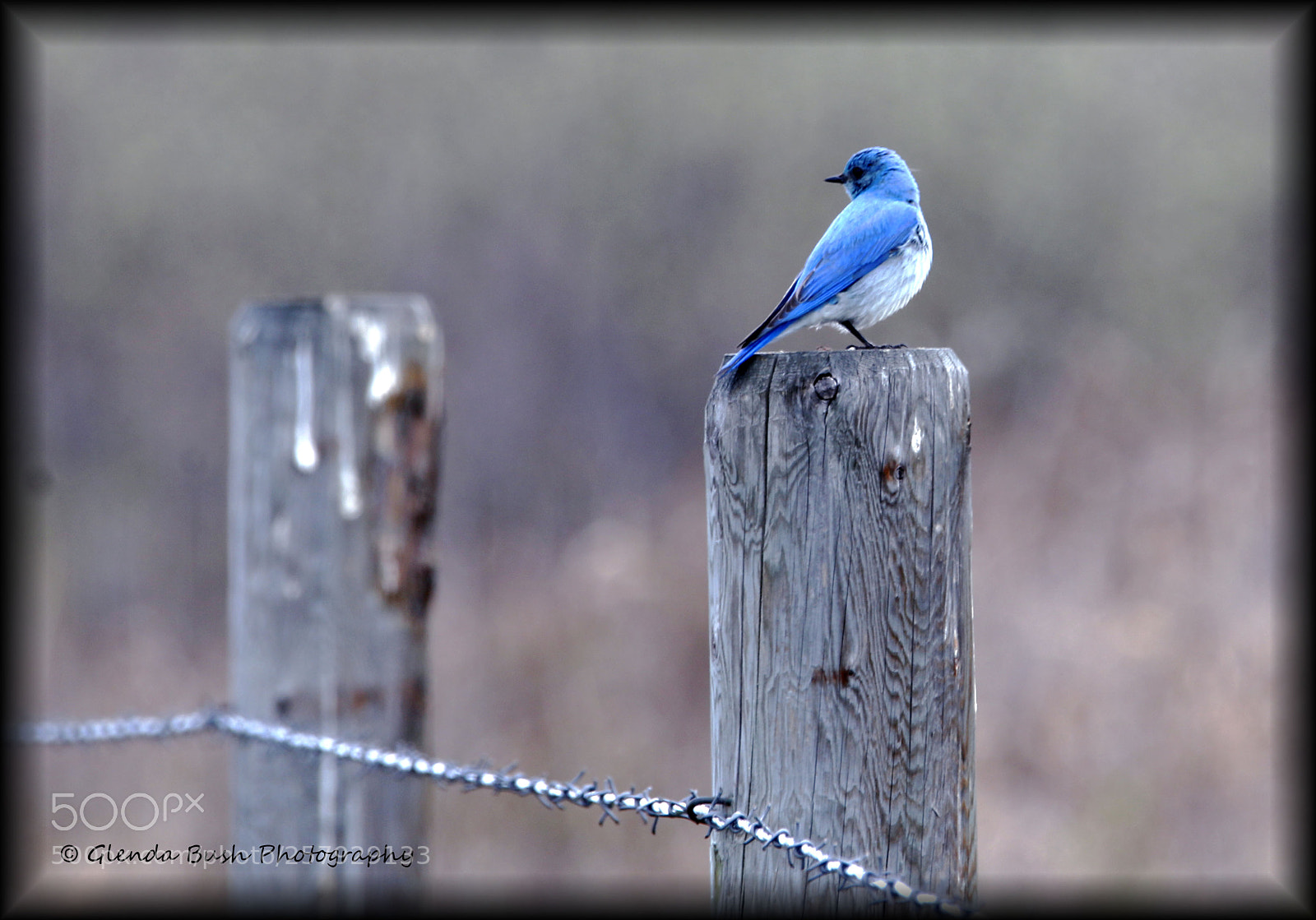 Canon EOS 70D sample photo. Bluebird on fence photography