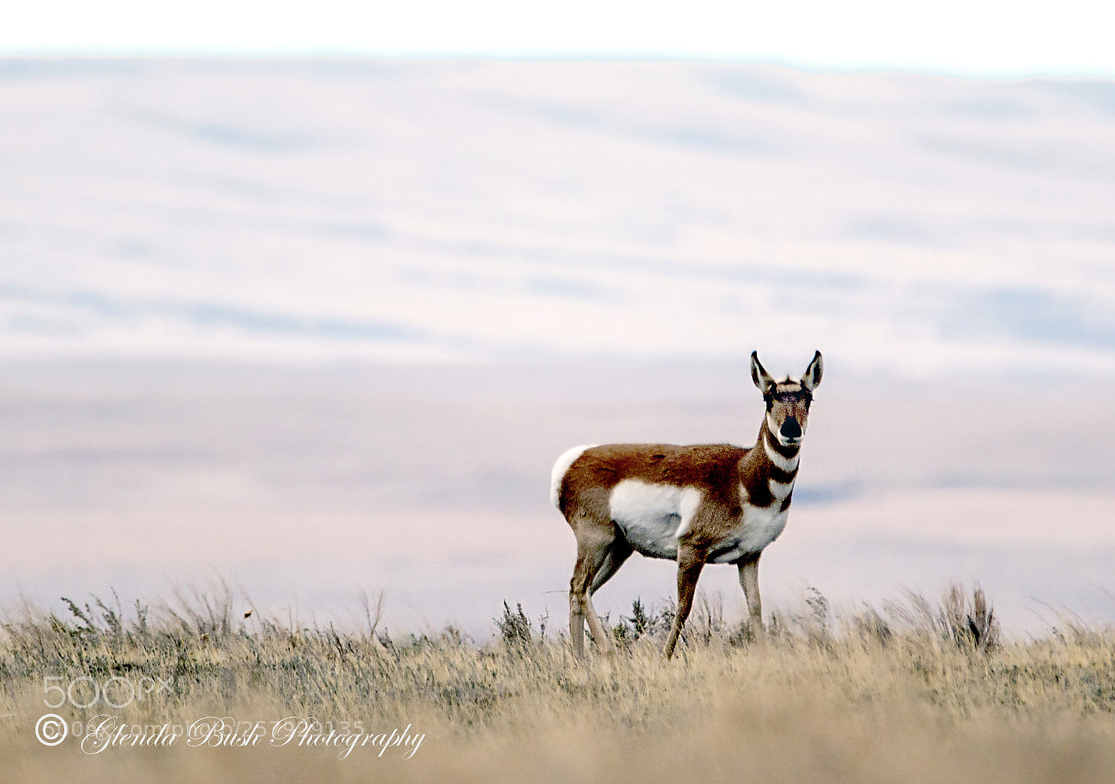 Canon EOS 70D sample photo. Antelope photography