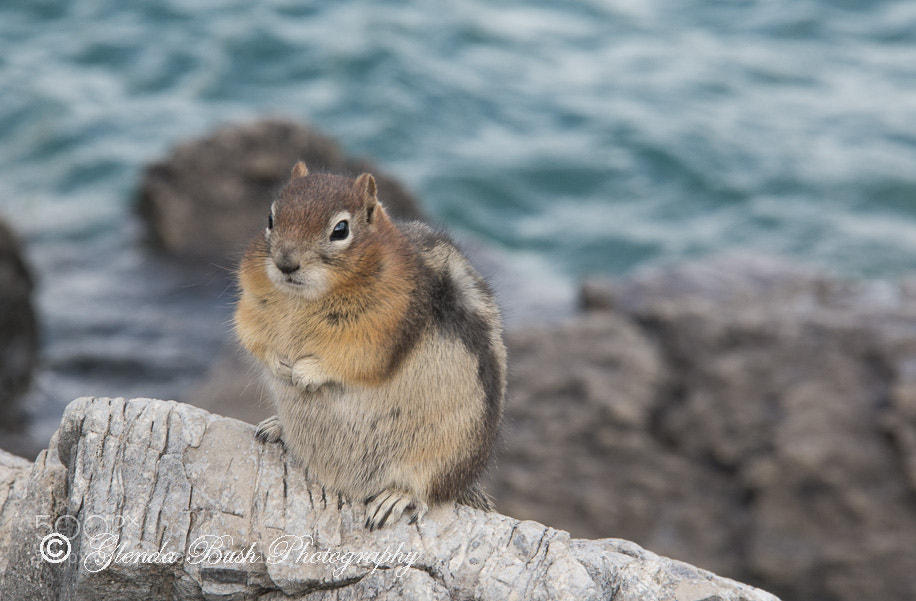 Canon EOS 70D sample photo. Chipmonk on rock photography