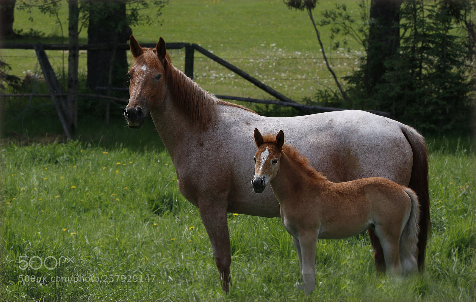 Canon EOS 70D sample photo. Horses photography