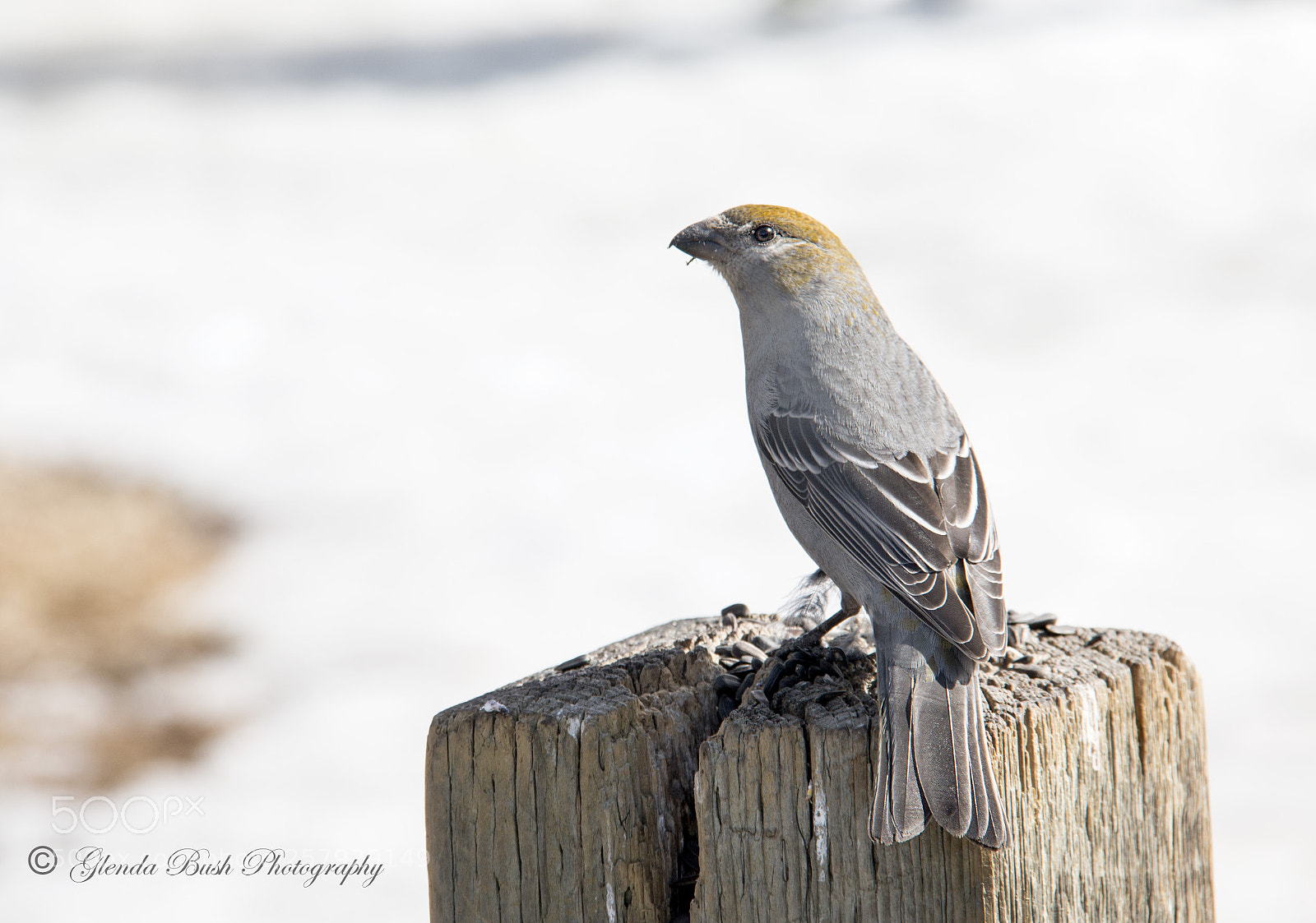 Canon EOS 70D sample photo. February photography
