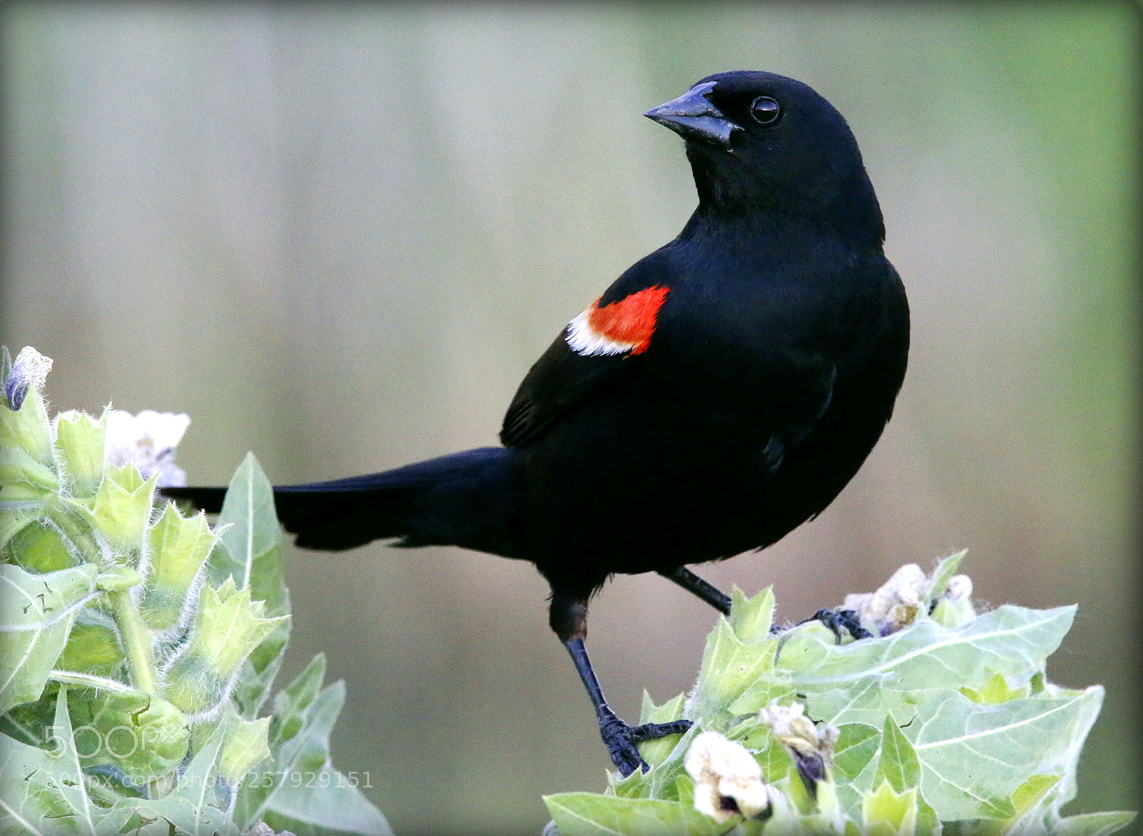 Canon EOS 70D sample photo. Red winged blackbird photography