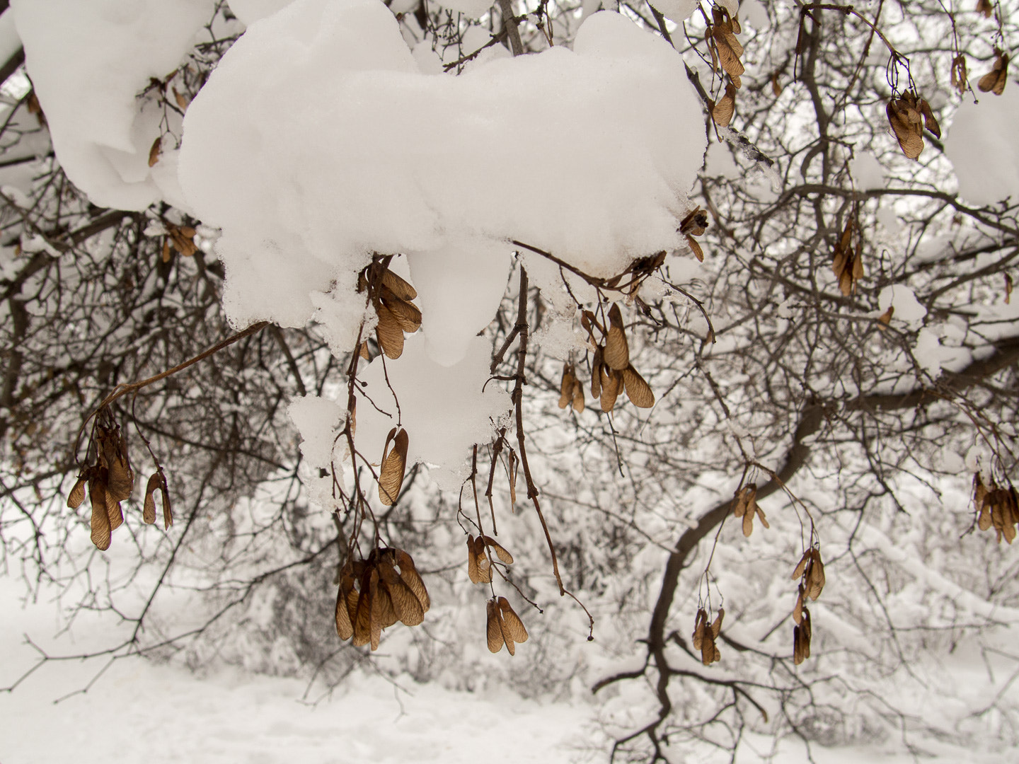 Olympus PEN E-PL5 sample photo. Winter photography