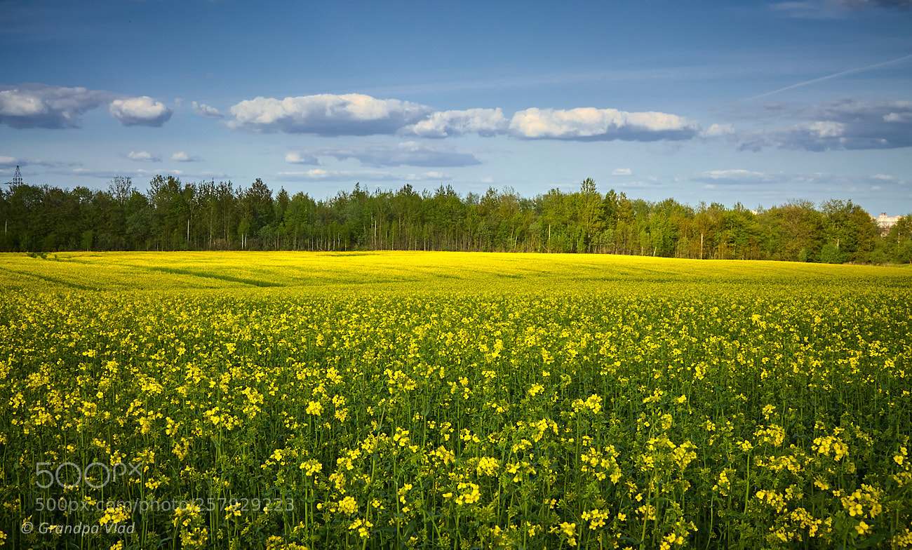 Canon EOS 1100D (EOS Rebel T3 / EOS Kiss X50) sample photo. A rapeseed field... photography