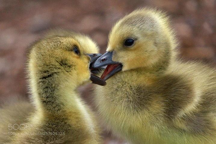 Canon EOS 6D Mark II sample photo. Kissing or fighting photography