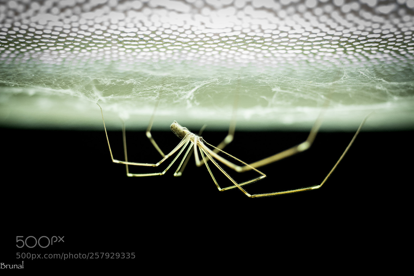 Nikon D7100 sample photo. Spiderman photography
