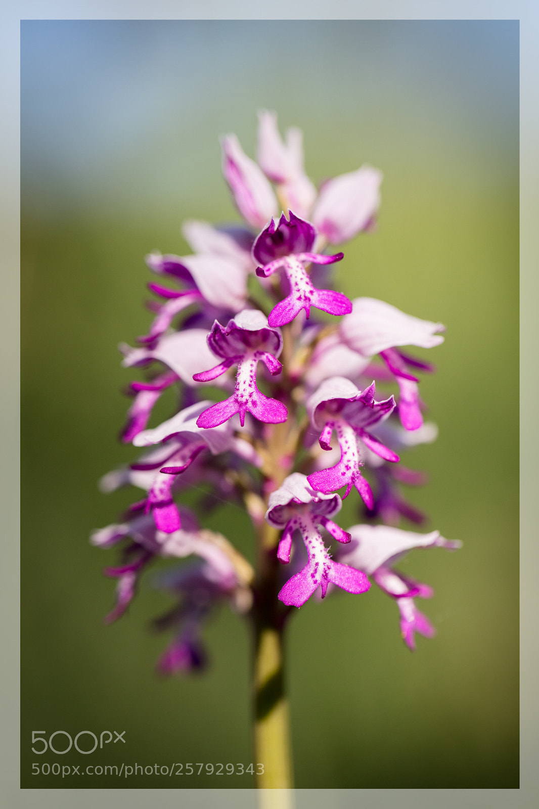 Canon EOS 5DS R sample photo. Orchis miltaire. orchis miltaris photography