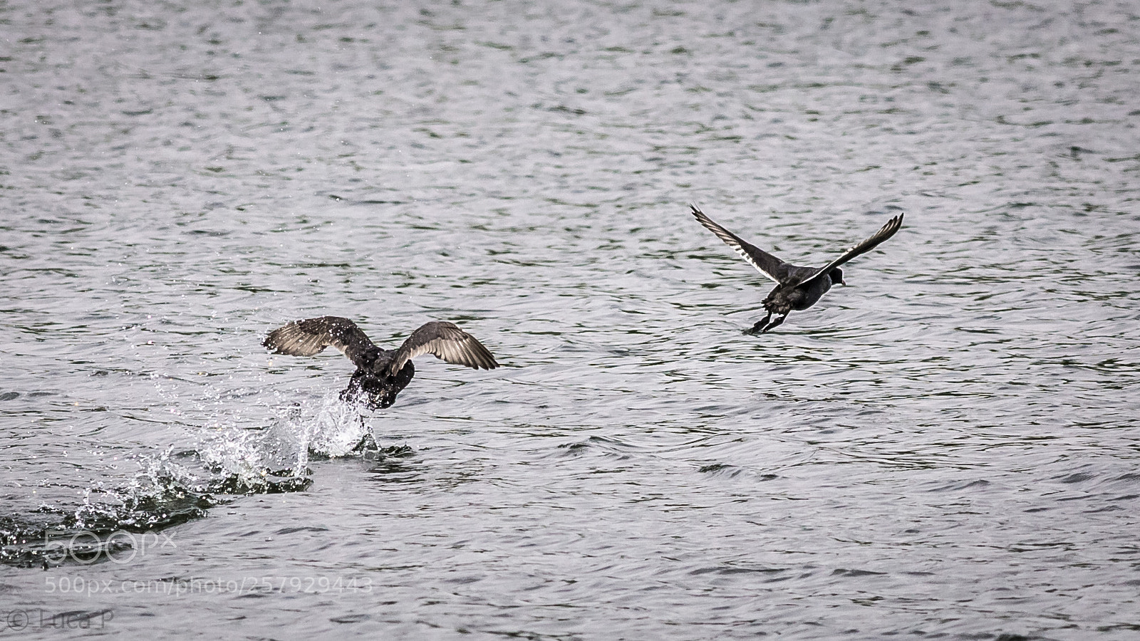 Canon EOS 6D sample photo. Run to fly photography