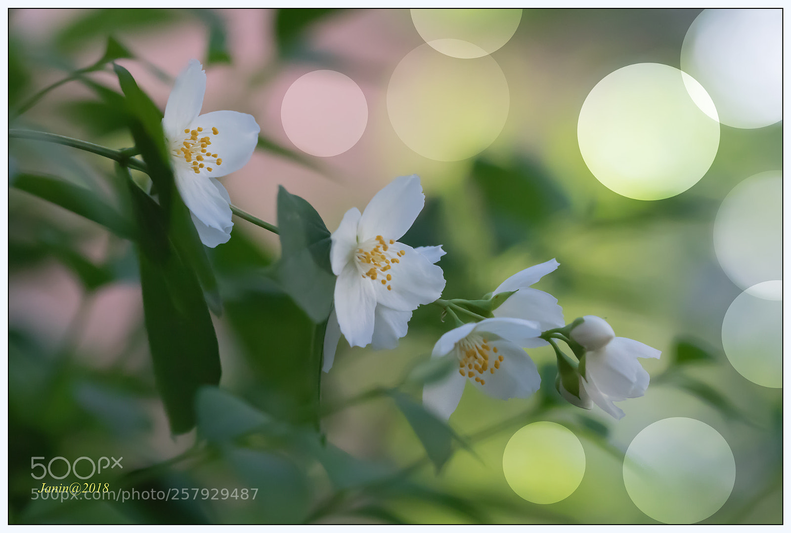 Canon EOS 77D (EOS 9000D / EOS 770D) sample photo. Jasmine, lights and pleasant photography