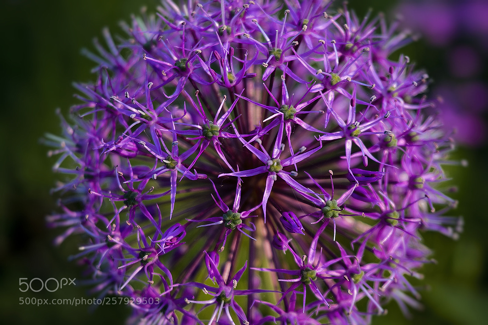 Sony a6300 sample photo. Allium photography