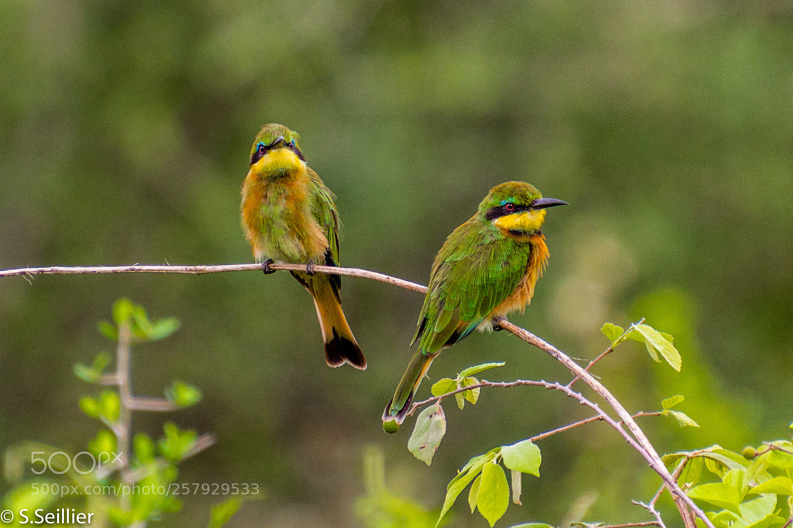 Canon EOS 700D (EOS Rebel T5i / EOS Kiss X7i) sample photo. Two little birds photography