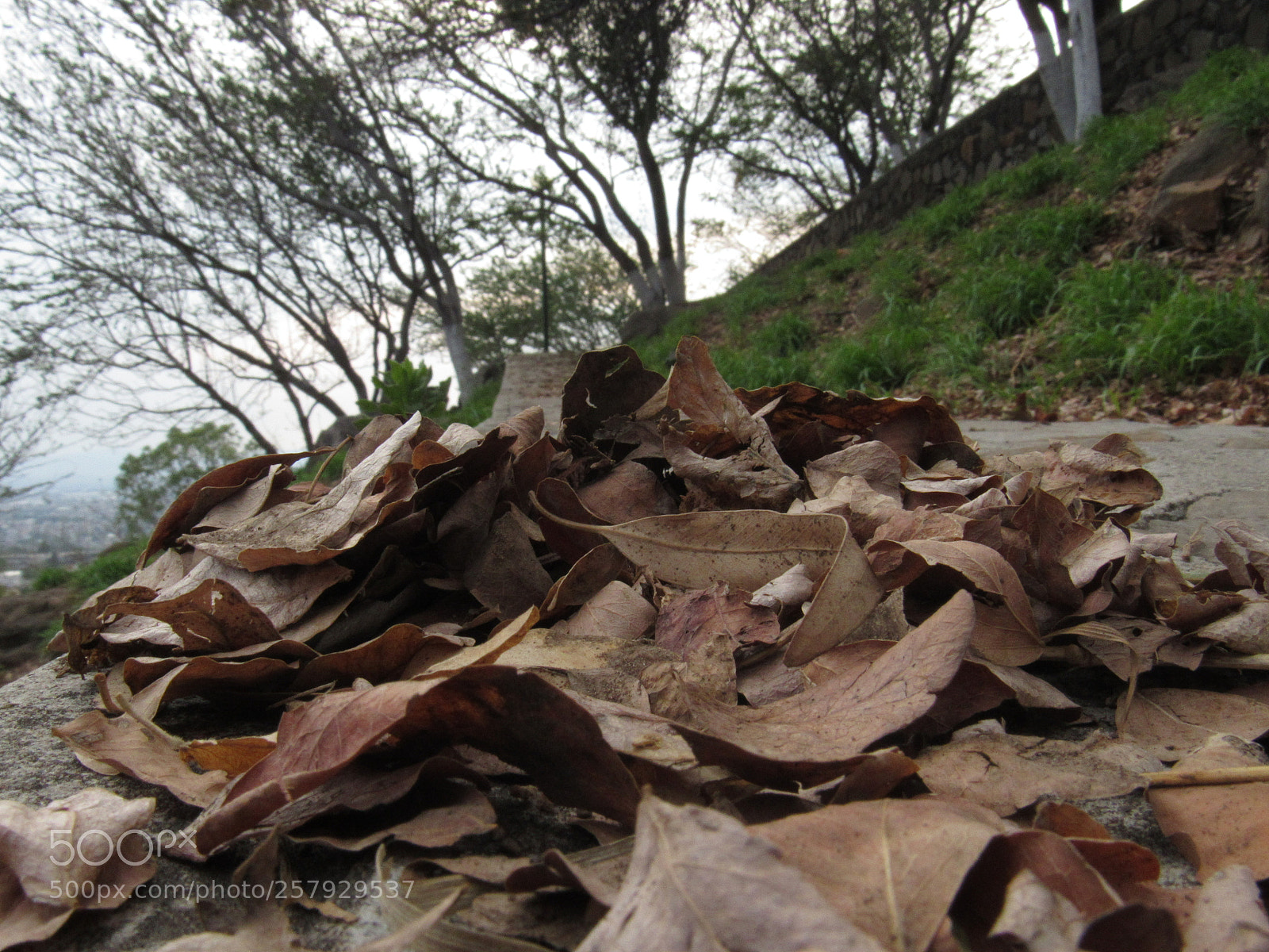Canon PowerShot SX530 HS sample photo. Otoño photography